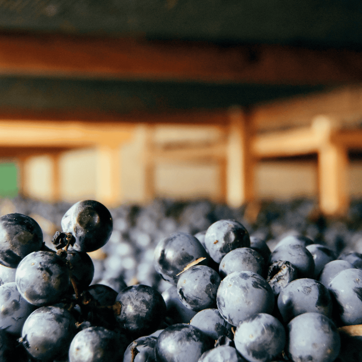 The Soul of Sagrantino: Romanelli’s Grape-Driven Masterpieces