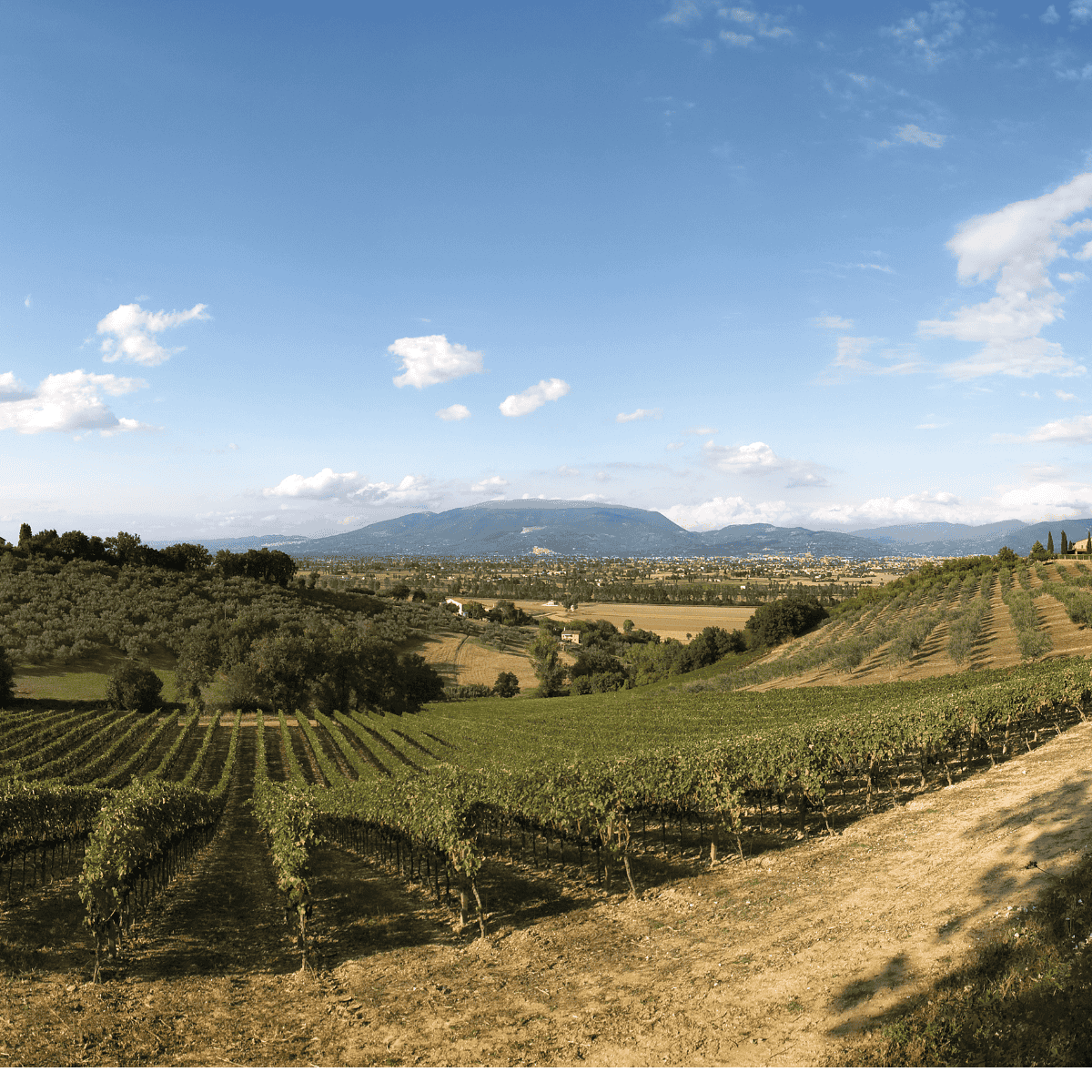 Montefalco: Where Vines, Culture, and History Intertwine