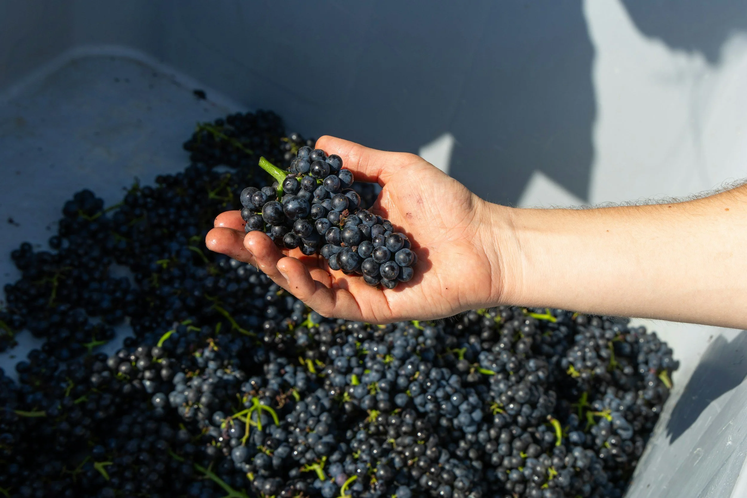 A person holding a bunch of dark purple grapes over a pile of grapes, with sunlight casting shadows.