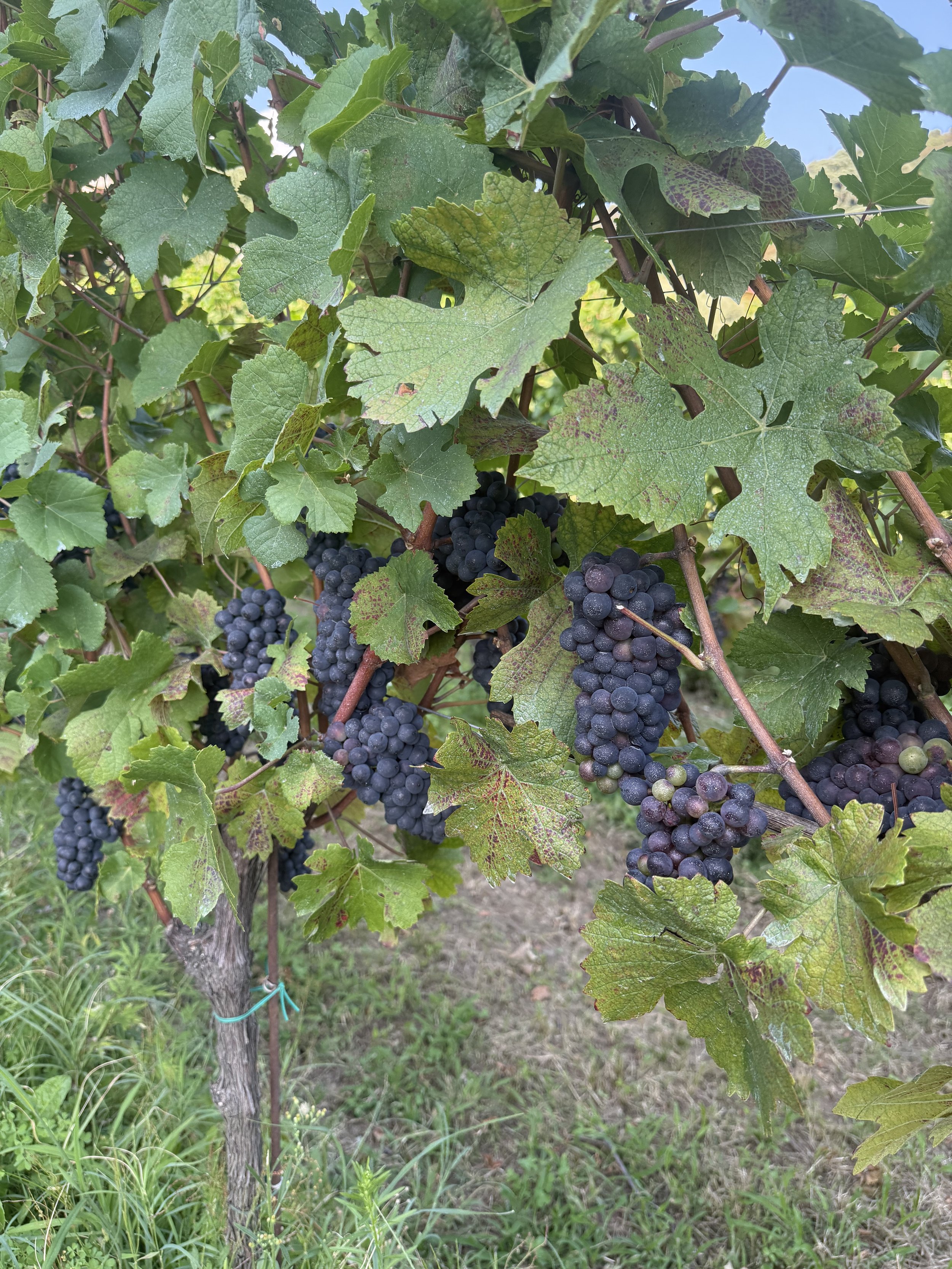 Black grapes growing on a vine with green leaves, outside in a garden or vineyard.