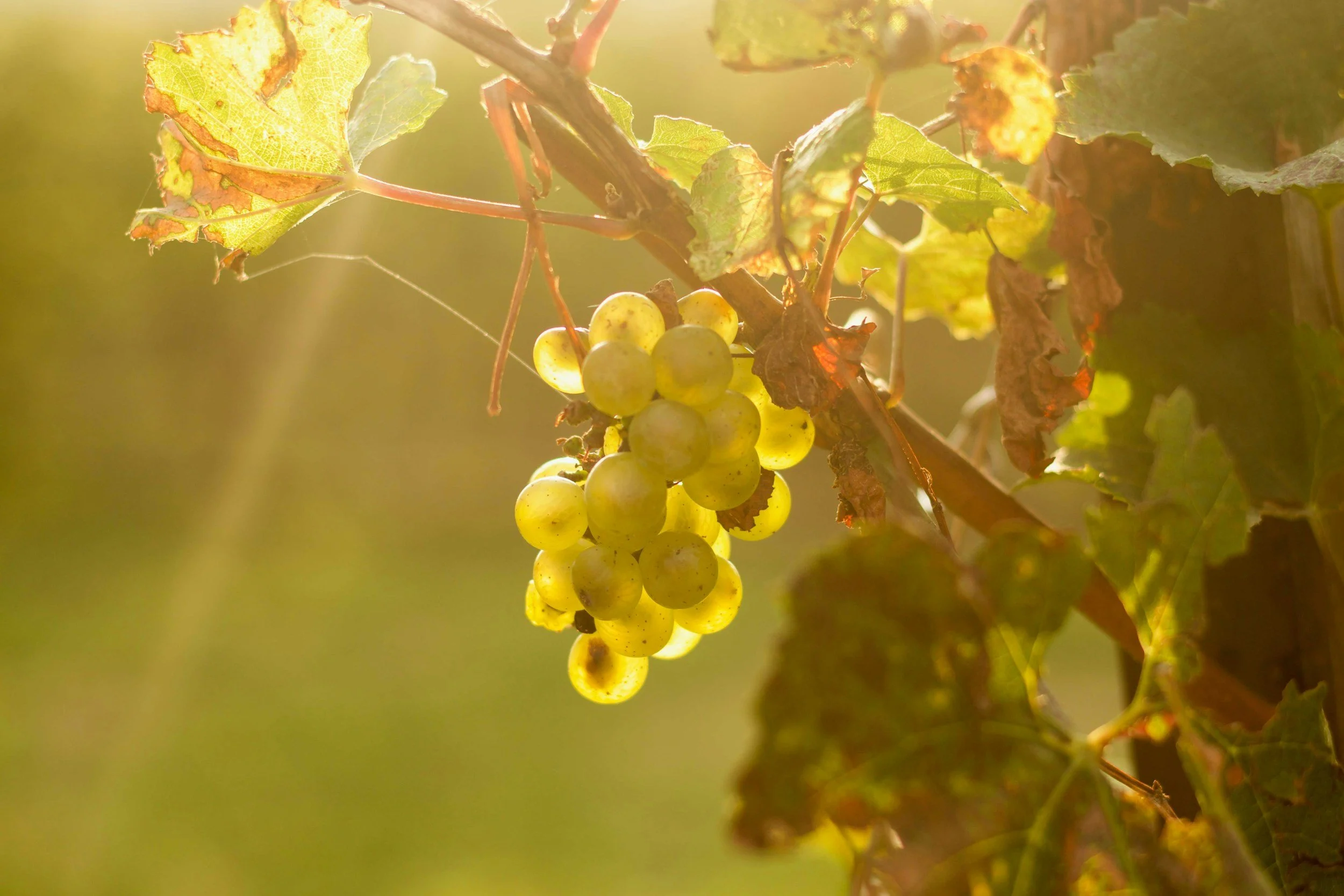 Clump of green grapes hanging from a vine surrounded by green and brown leaves, with sunlight filtering through.