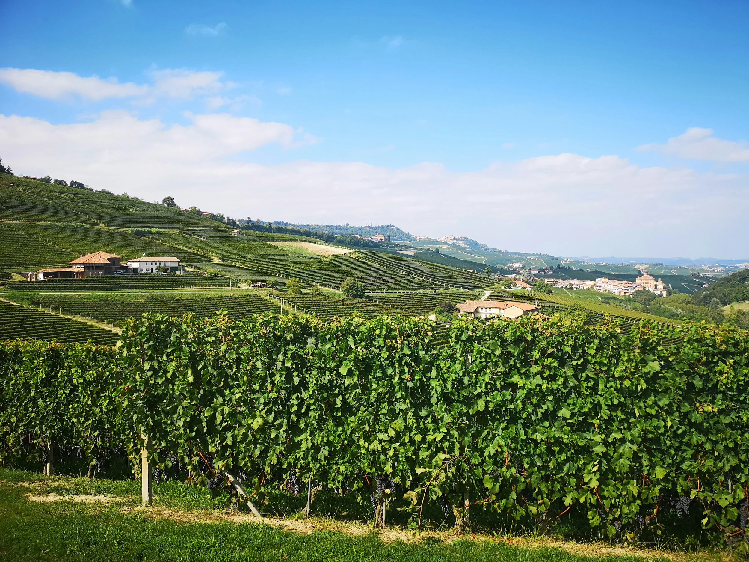 Rolling hills covered in vineyards with several houses dispersed across the landscape under a bright blue sky with clouds.
