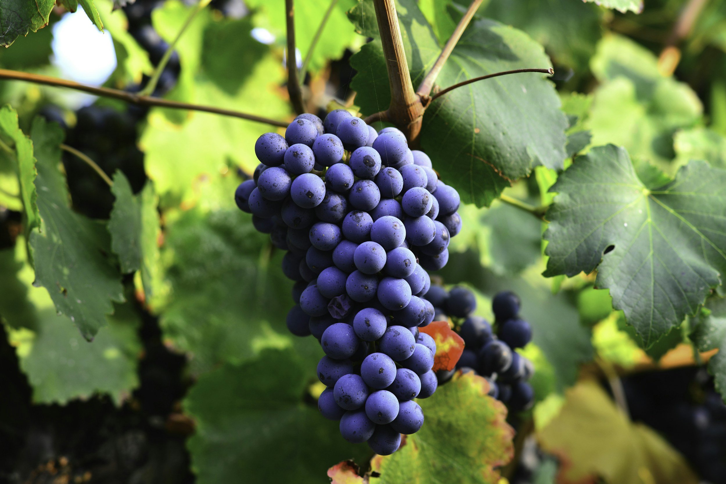 Close-up of a bunch of purple grapes hanging on a vine among green leaves.