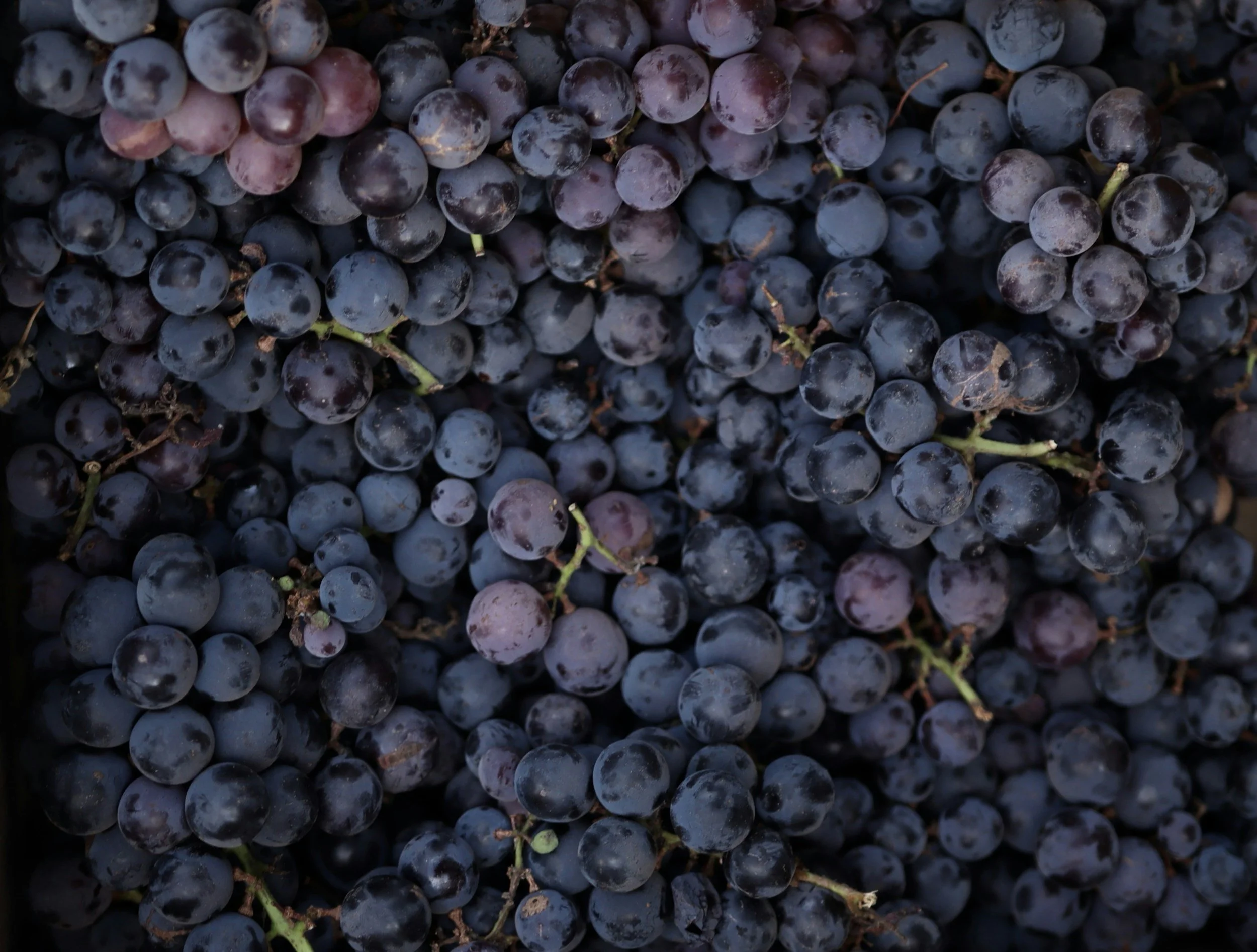 Close-up of a bunch of black grapes with some stems visible.