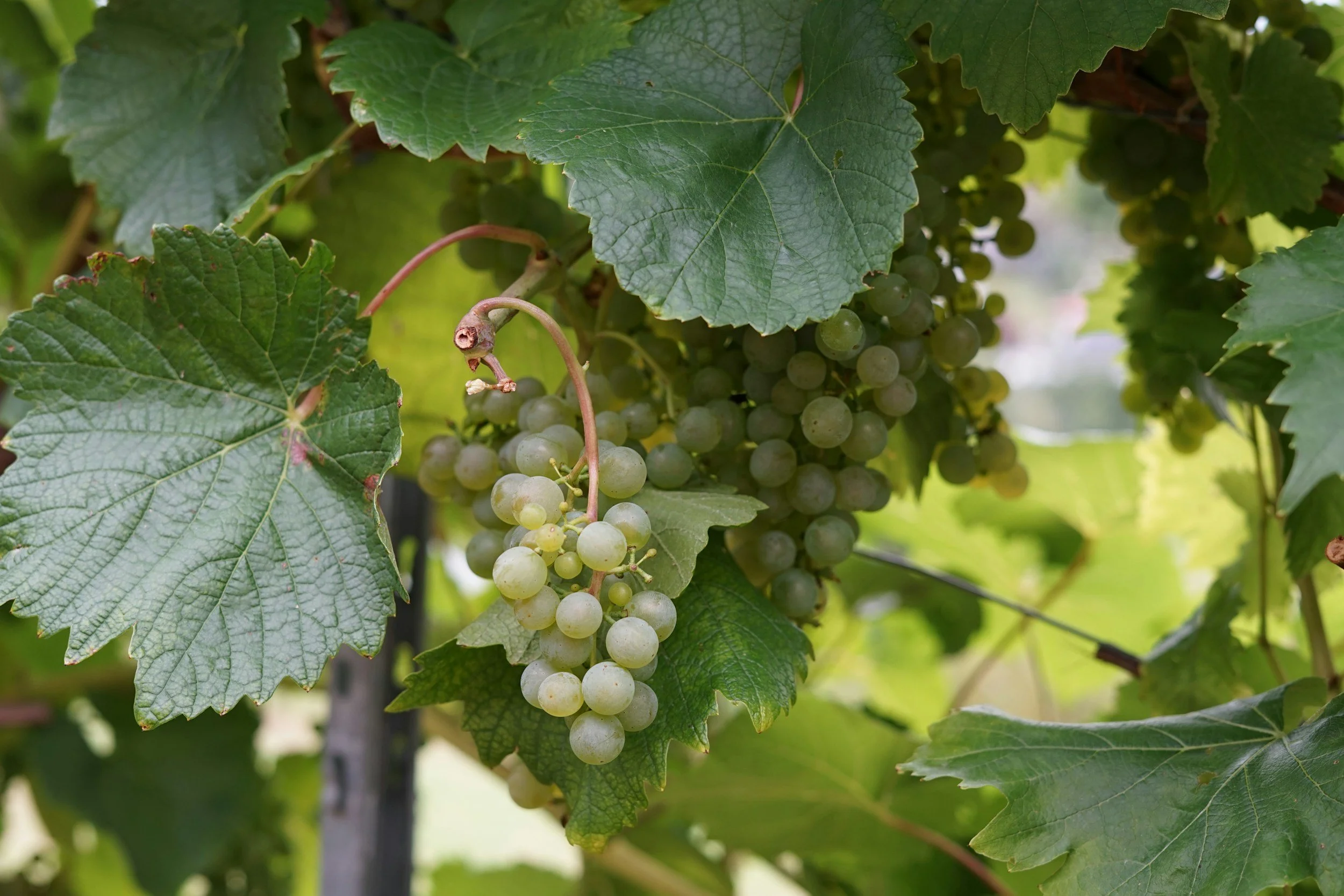 Close-up of a bunch of white grapes hanging from a vine, surrounded by large green grape leaves.