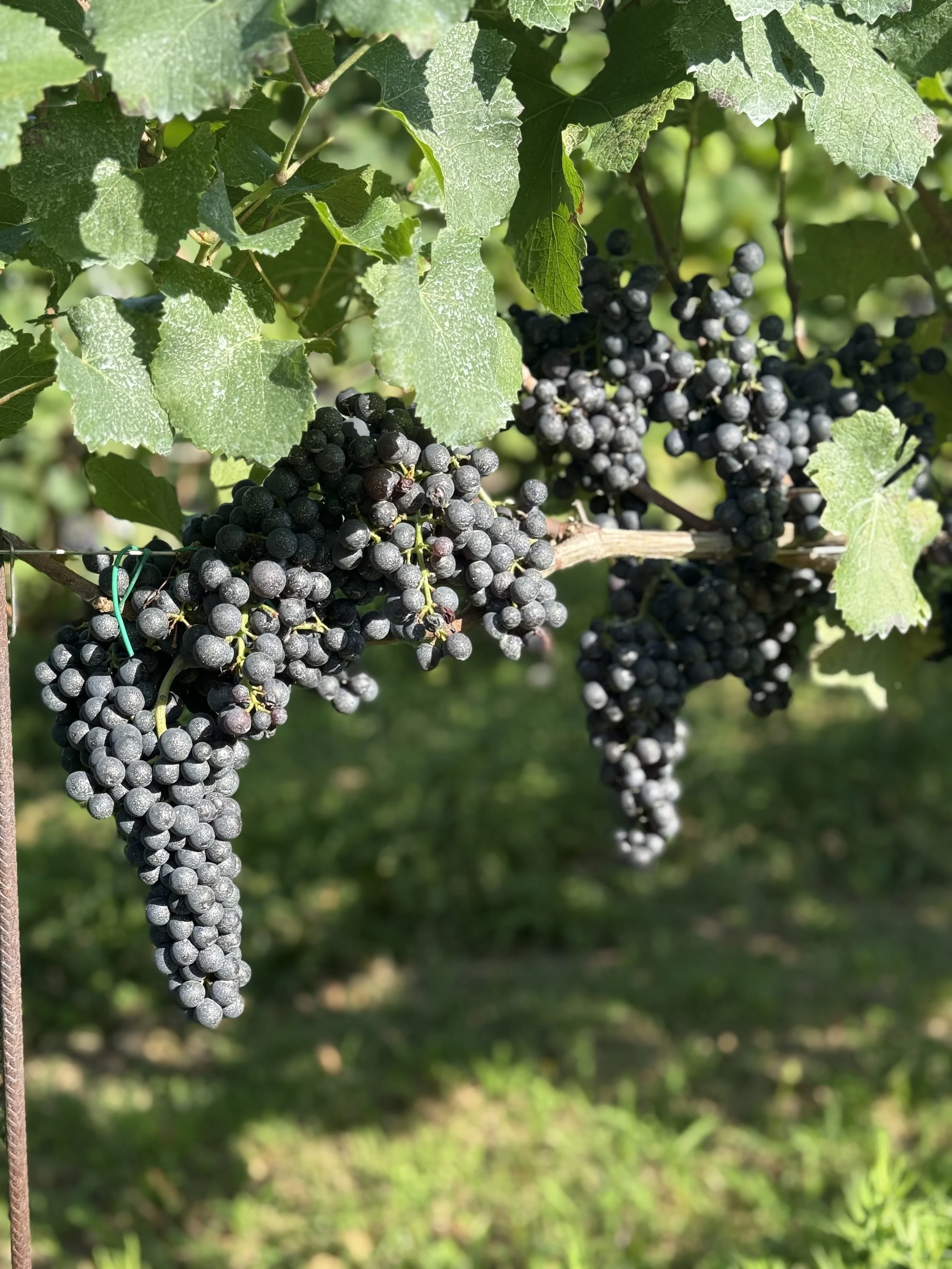 Close-up of bunches of ripe black grapes hanging on a vine with green leaves.