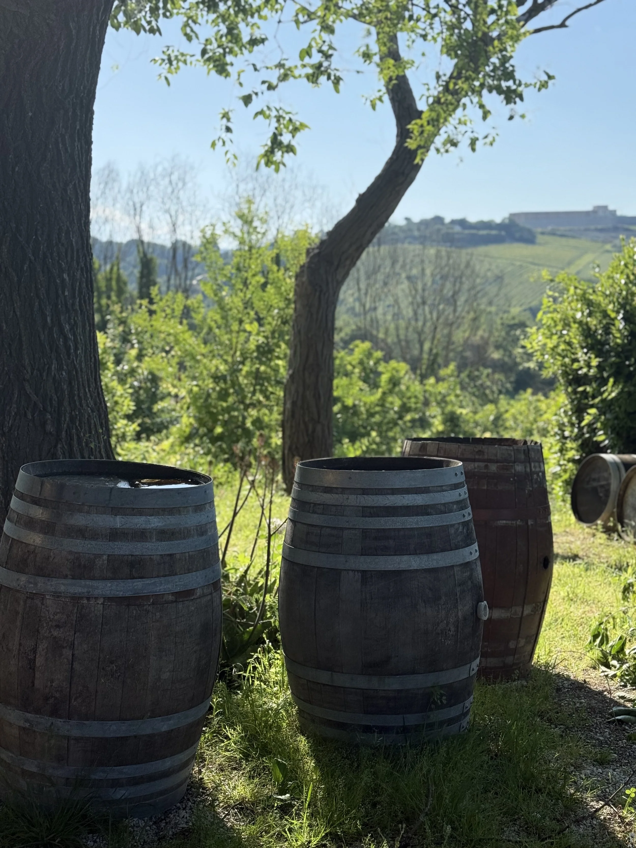 Three wooden wine barrels outdoors under a tree with green foliage and a hillside in the background.