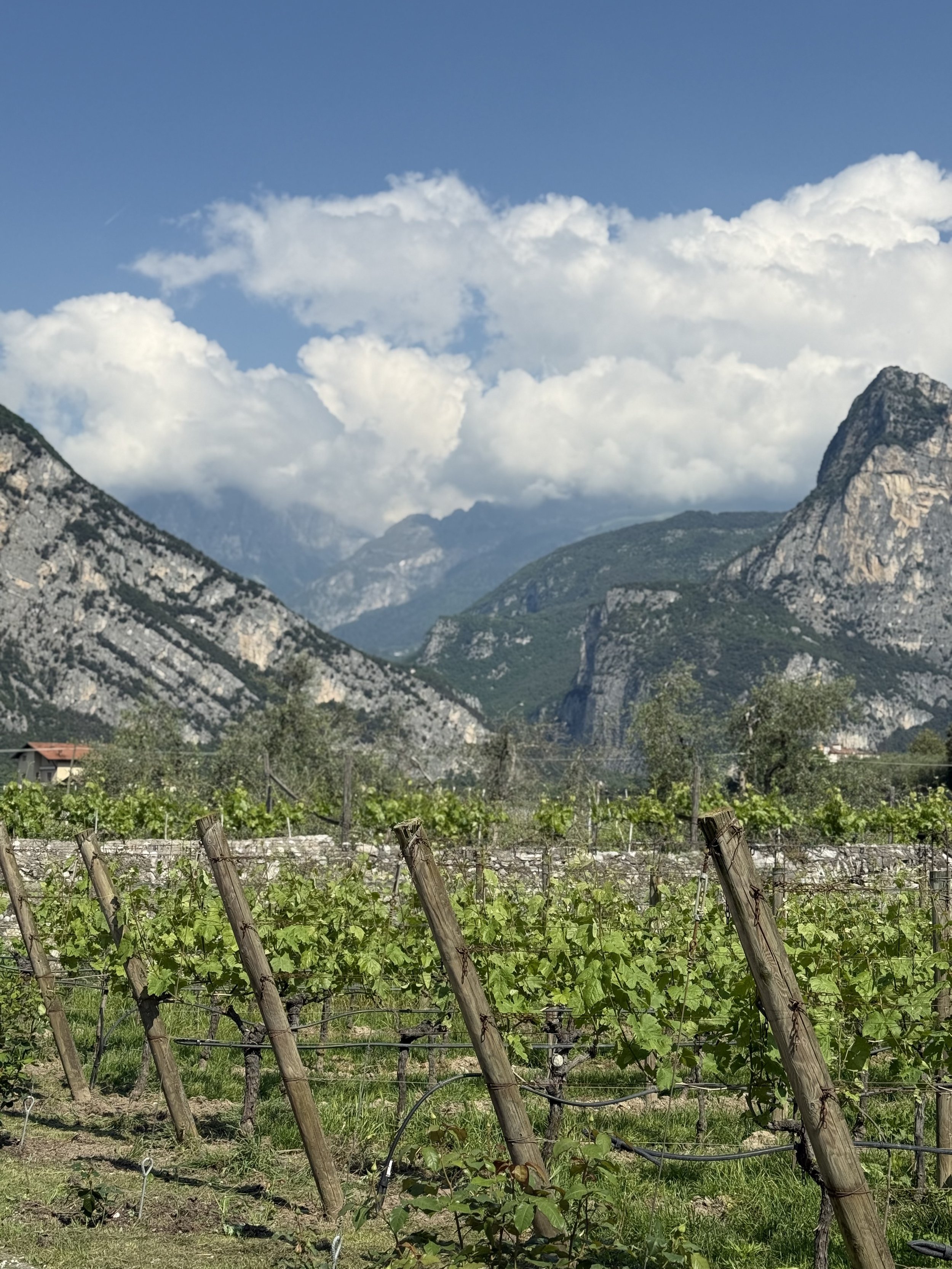 Vineyard with green grapevines supported by wooden posts, set against a backdrop of mountains under a partly cloudy sky.