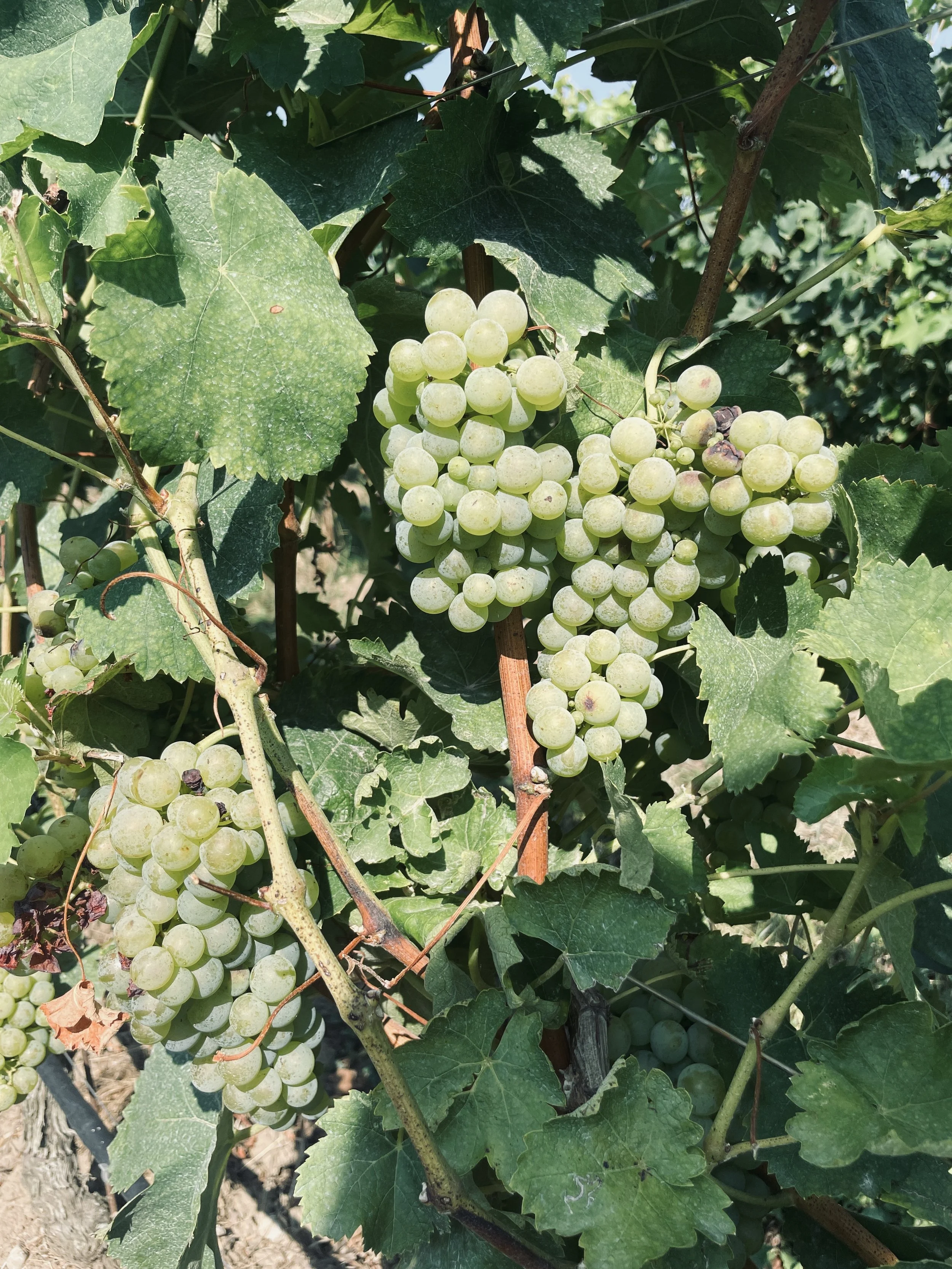 Clusters of green grapes hanging from vine surrounded by green grape leaves.