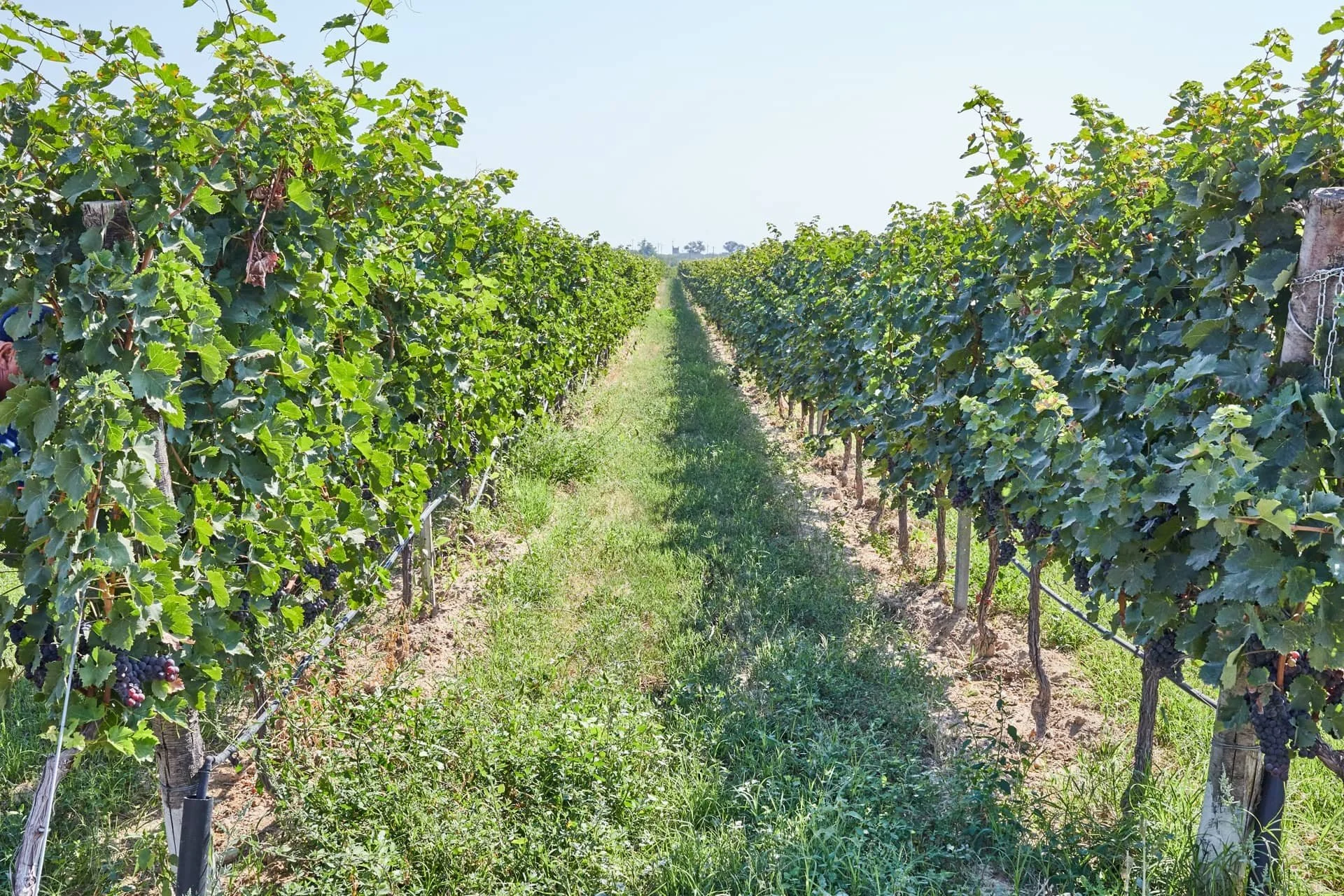 Rows of grapevines in a vineyard with green leaves, some clusters of grapes, and a grassy path in the middle under a clear blue sky.