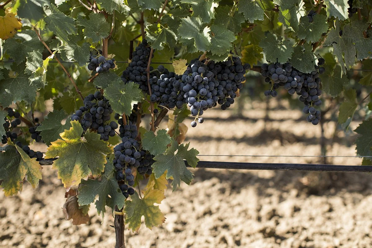 Clusters of ripe dark purple grapes hanging from grapevine plants in a vineyard.