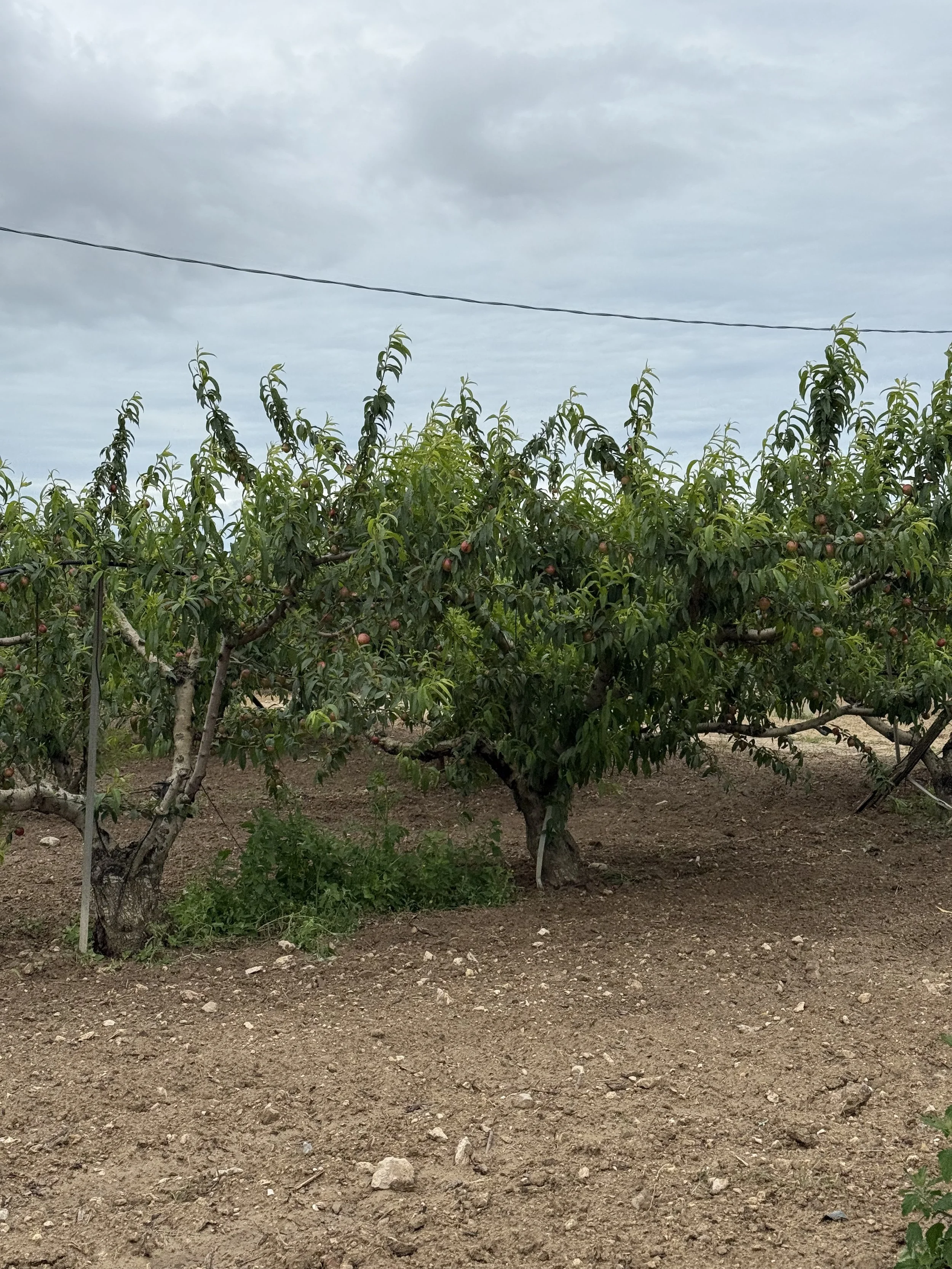 Puglia in every sip: Exploring the landscape behind Italy’s rising wine star