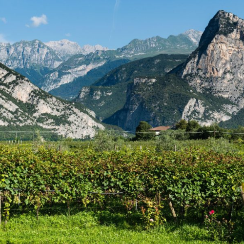 Vineyard with grapevines in the foreground and mountain range with rocky cliffs and greenery in the background under a blue sky.