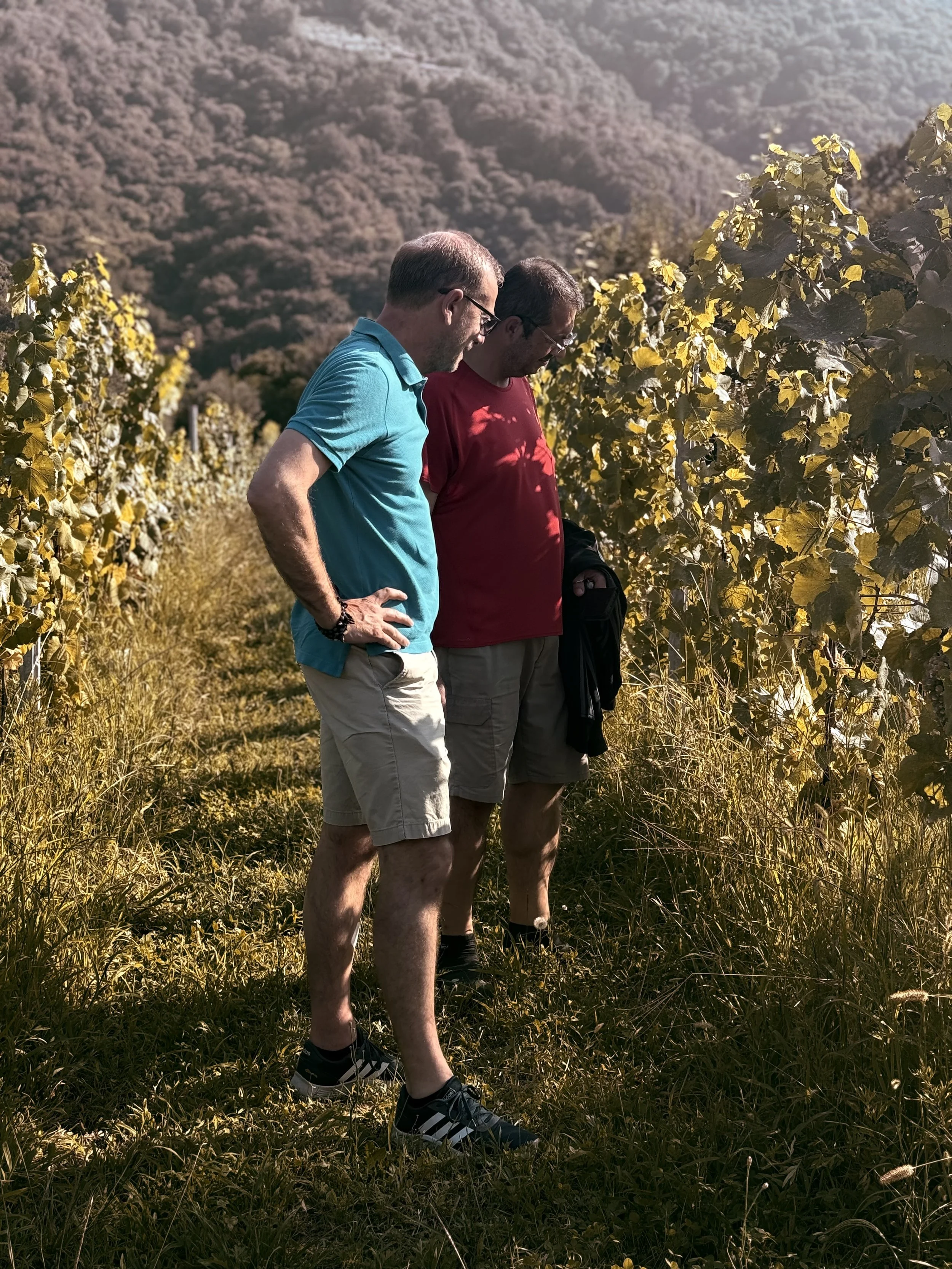 Two men standing in a vineyard or orchard, looking closely at the plants or grapes, with mountains in the background.