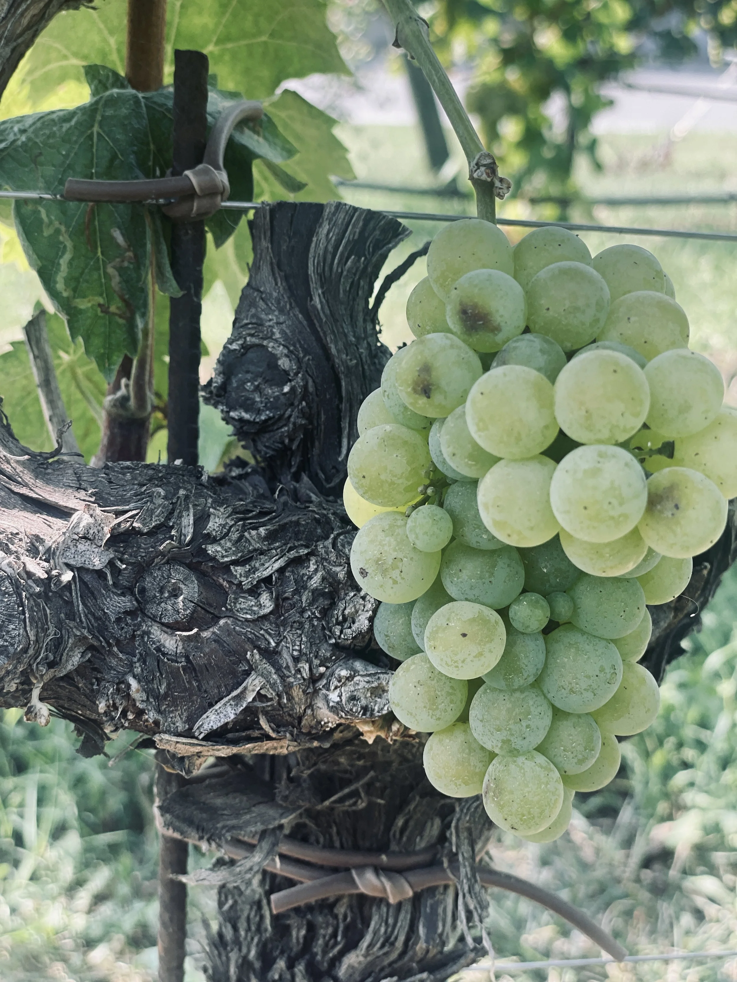 Turbiana: The grape redefining Lugana’s wine identity