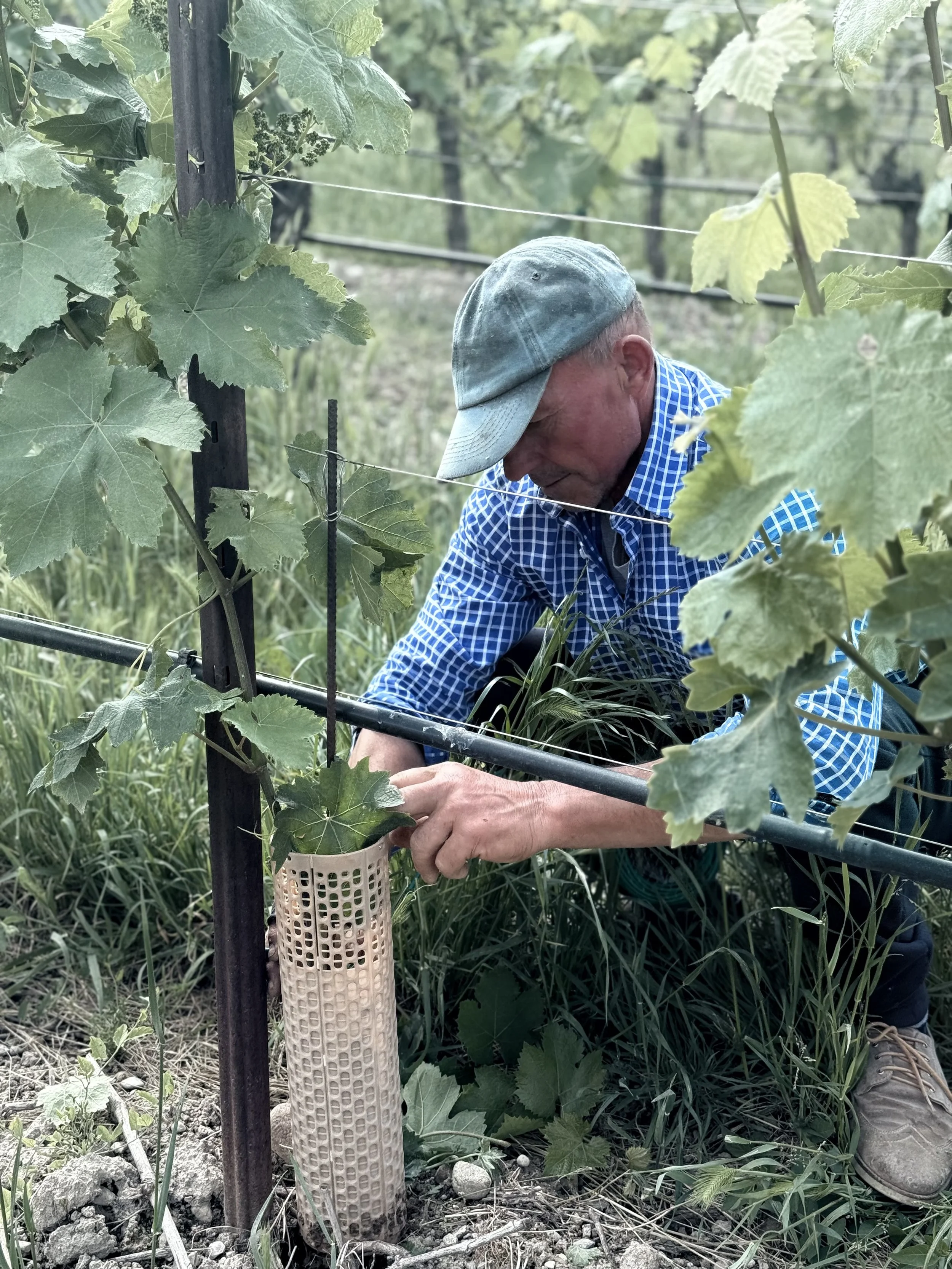 A man is working in a vineyard, tending grapevines supported by a trellis system. He is wearing a light-colored cap and a blue checkered shirt, and is focused on the vines amidst green leaves.