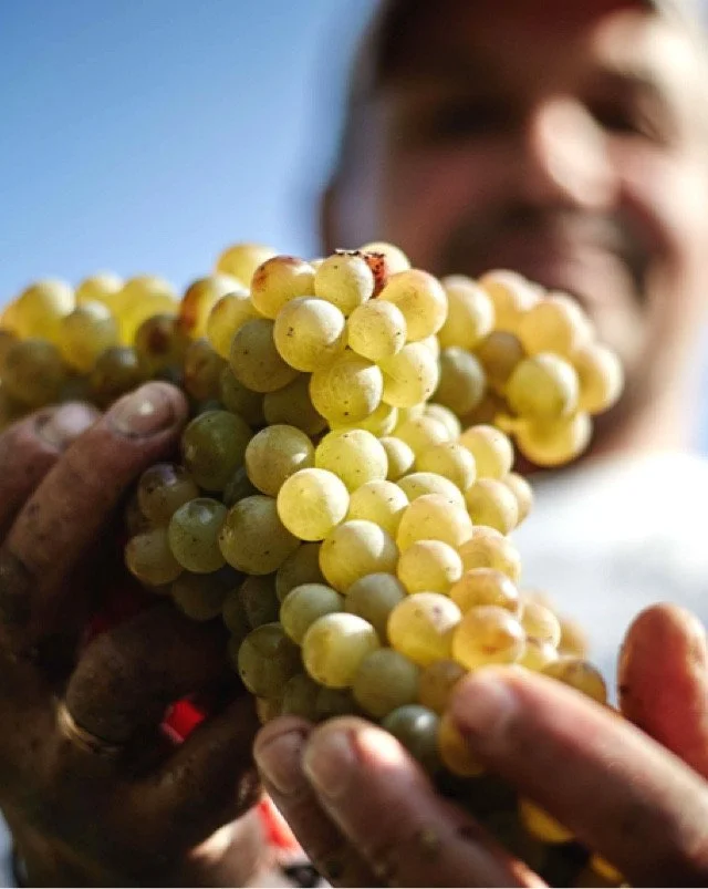 Person holding a bunch of green grapes with a blurred face in the background.