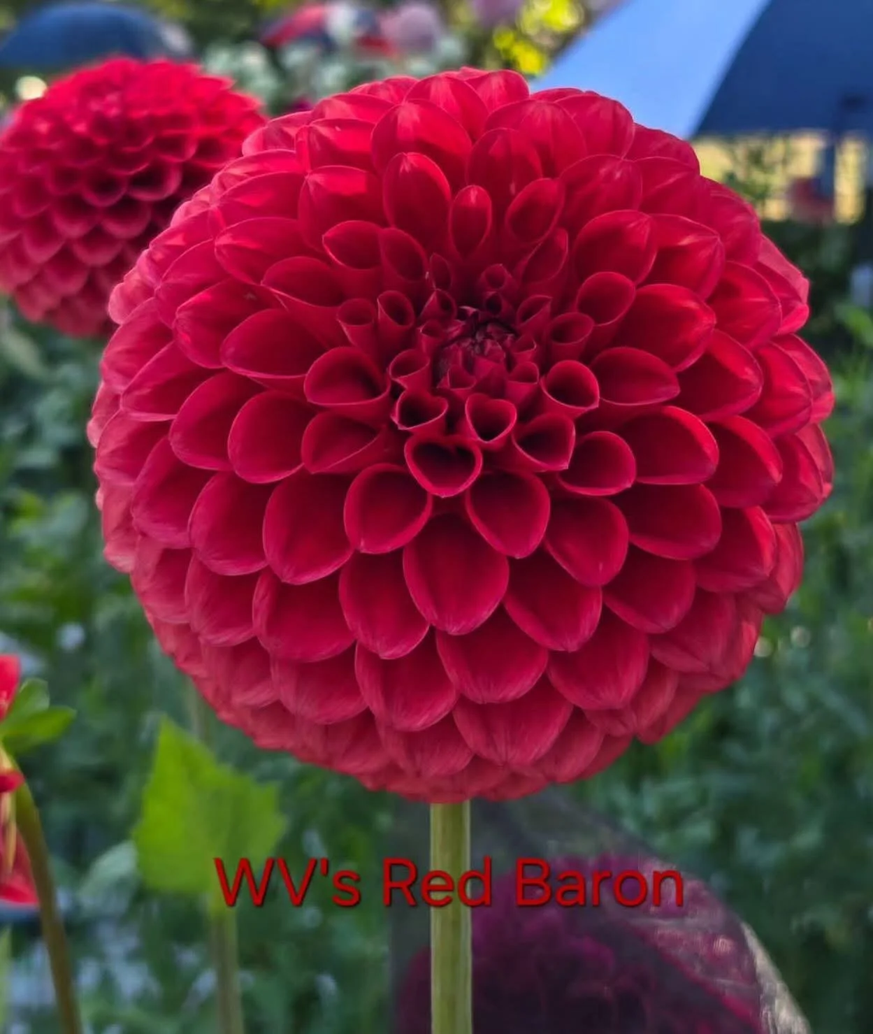 WV's "Red Baron"