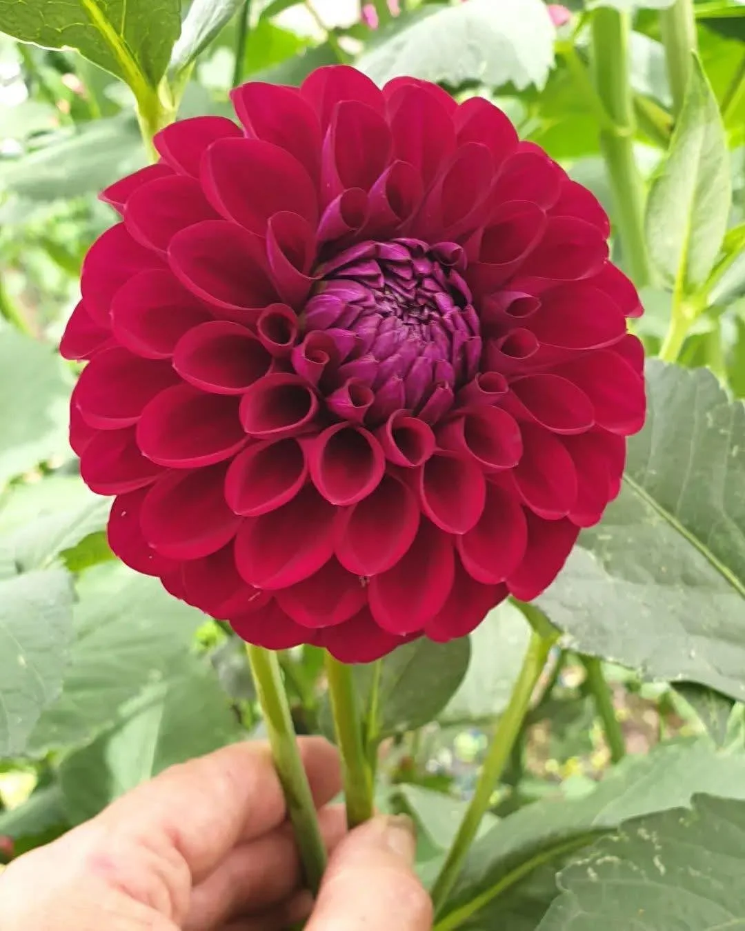 WV's "Royalè"
