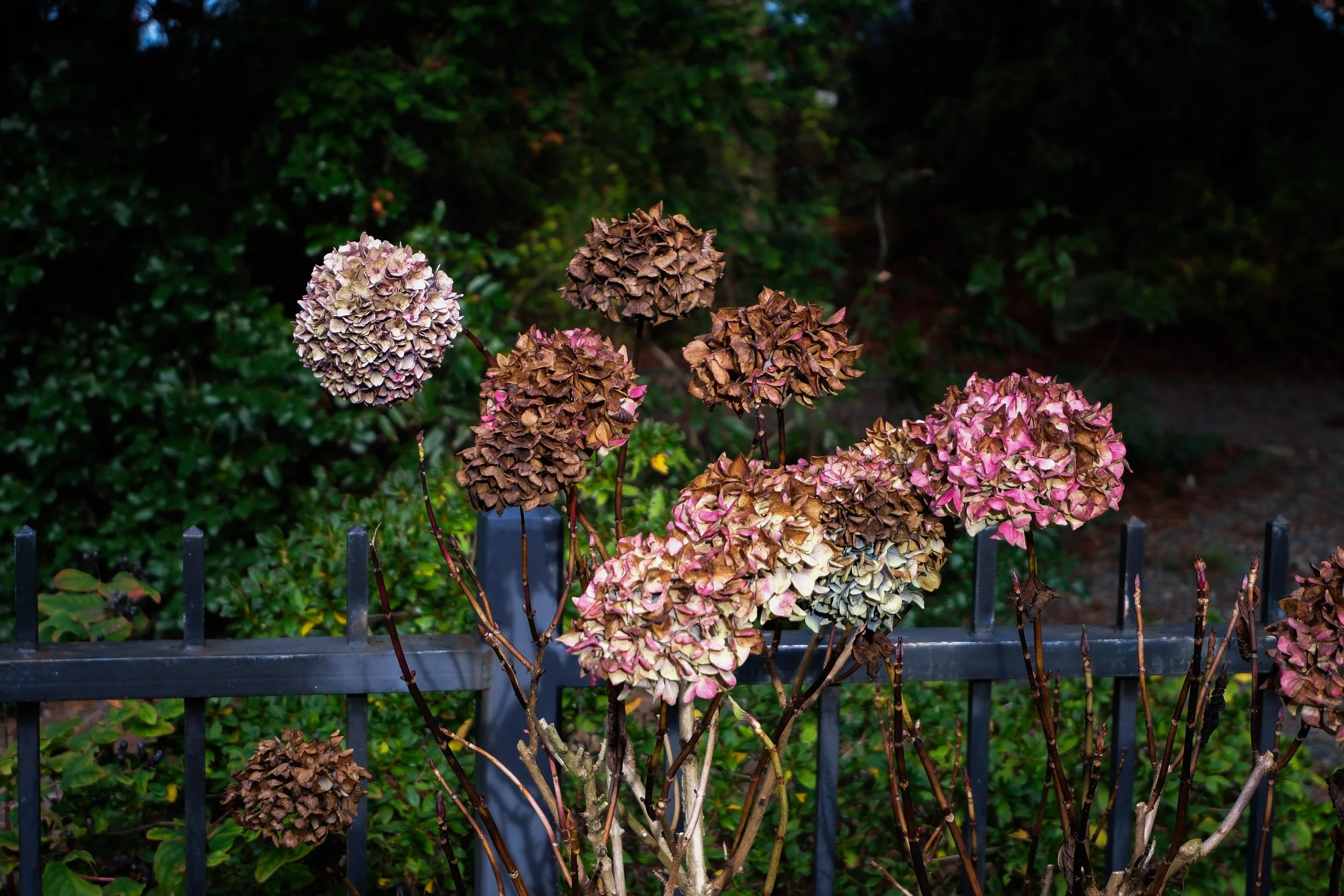 Botanical Garden - Ballard, WA