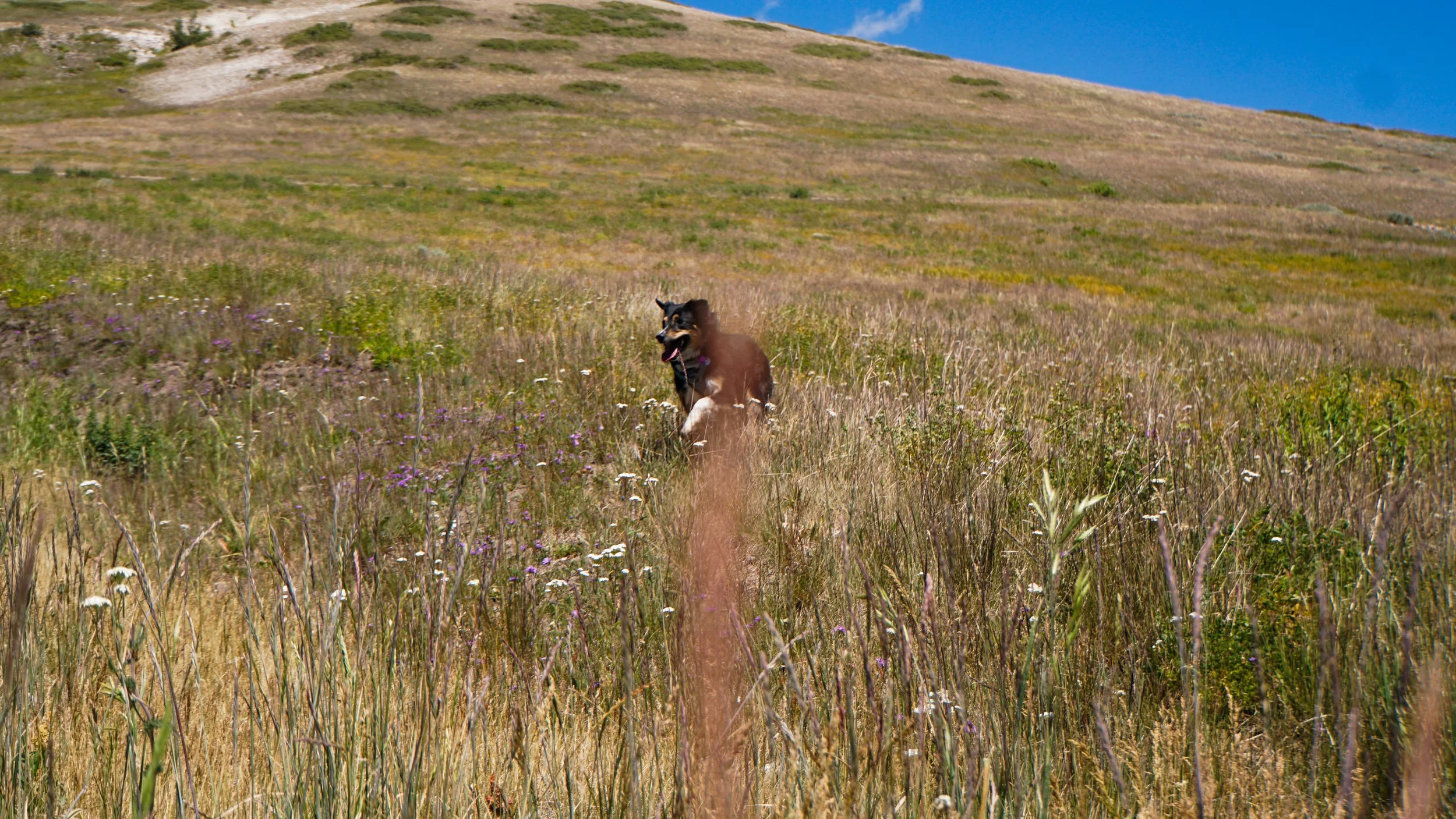 Brian Head, UT (Her name is Poppy:) )
