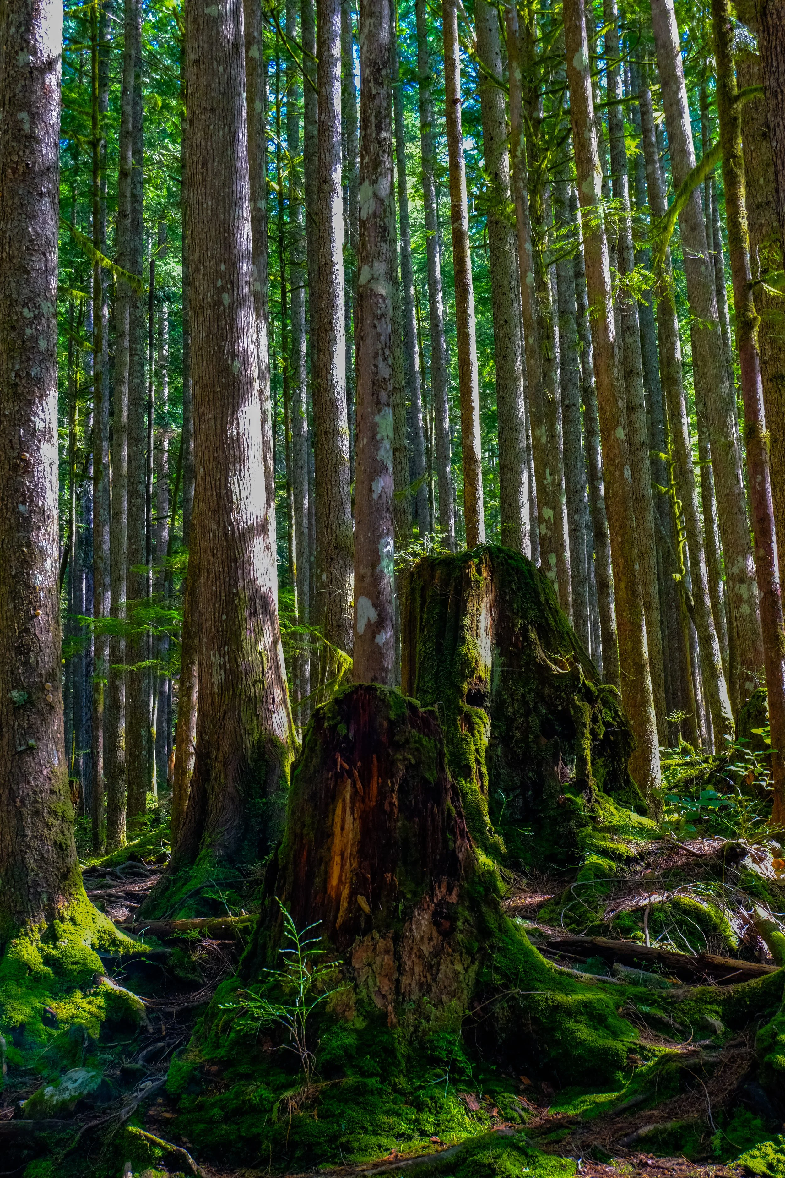 Wallace Falls - Goldbar, WA