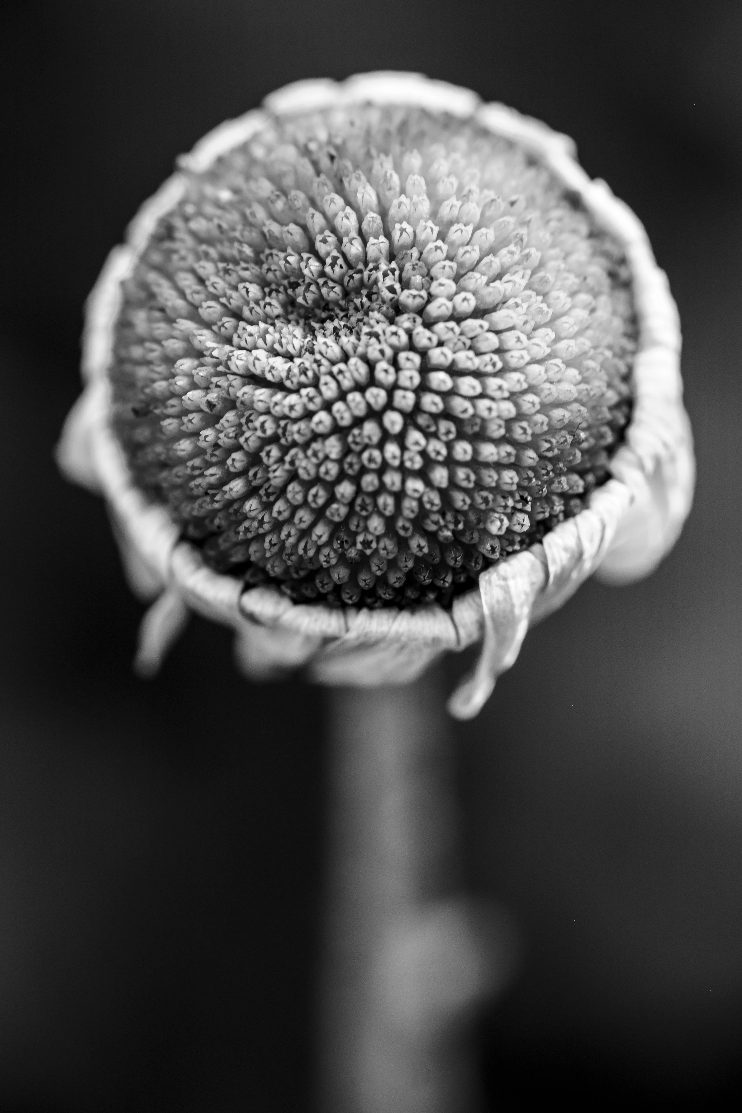 anemone_B&W_.jpg