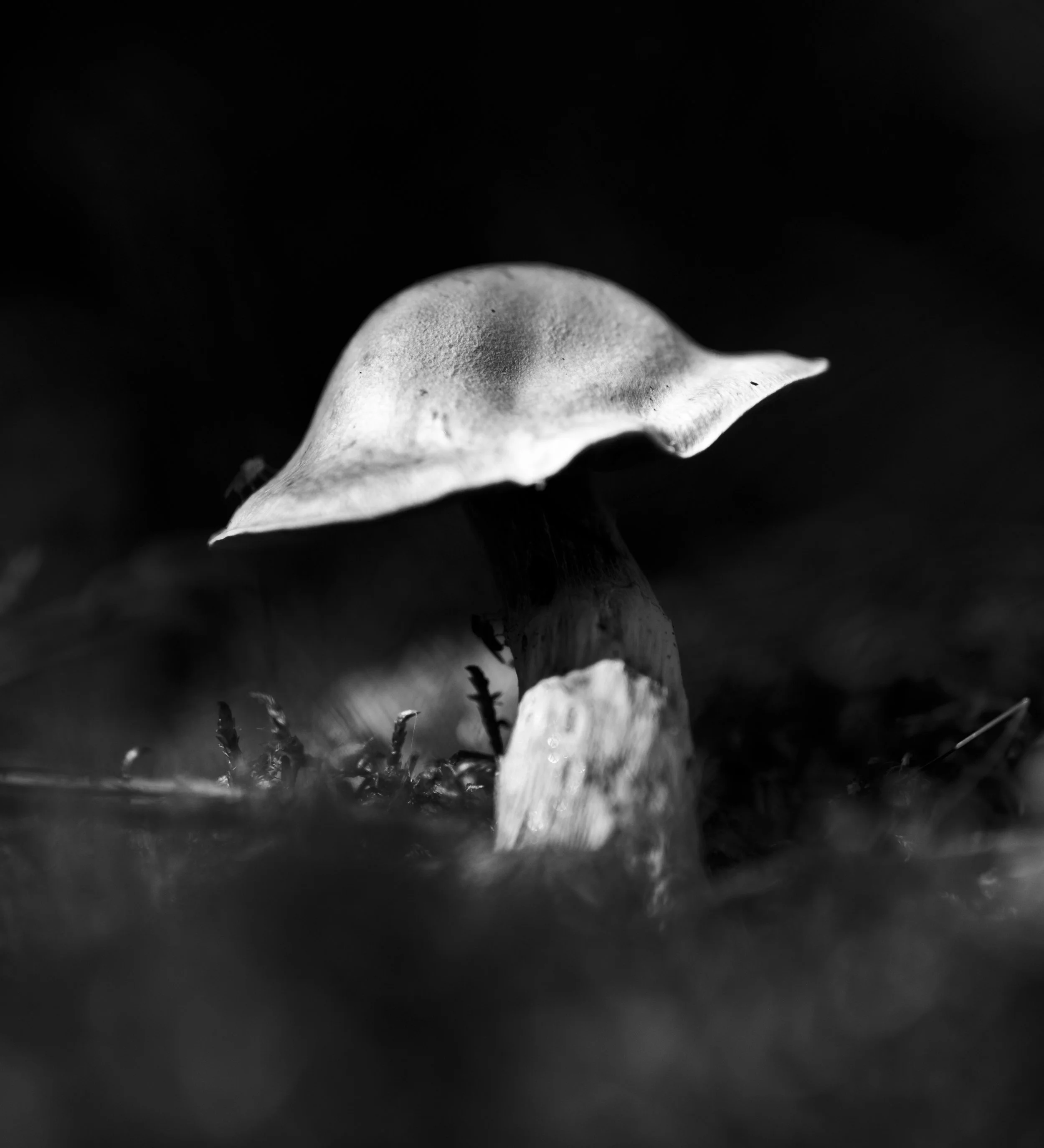 Mushroom_B&WIII.jpg