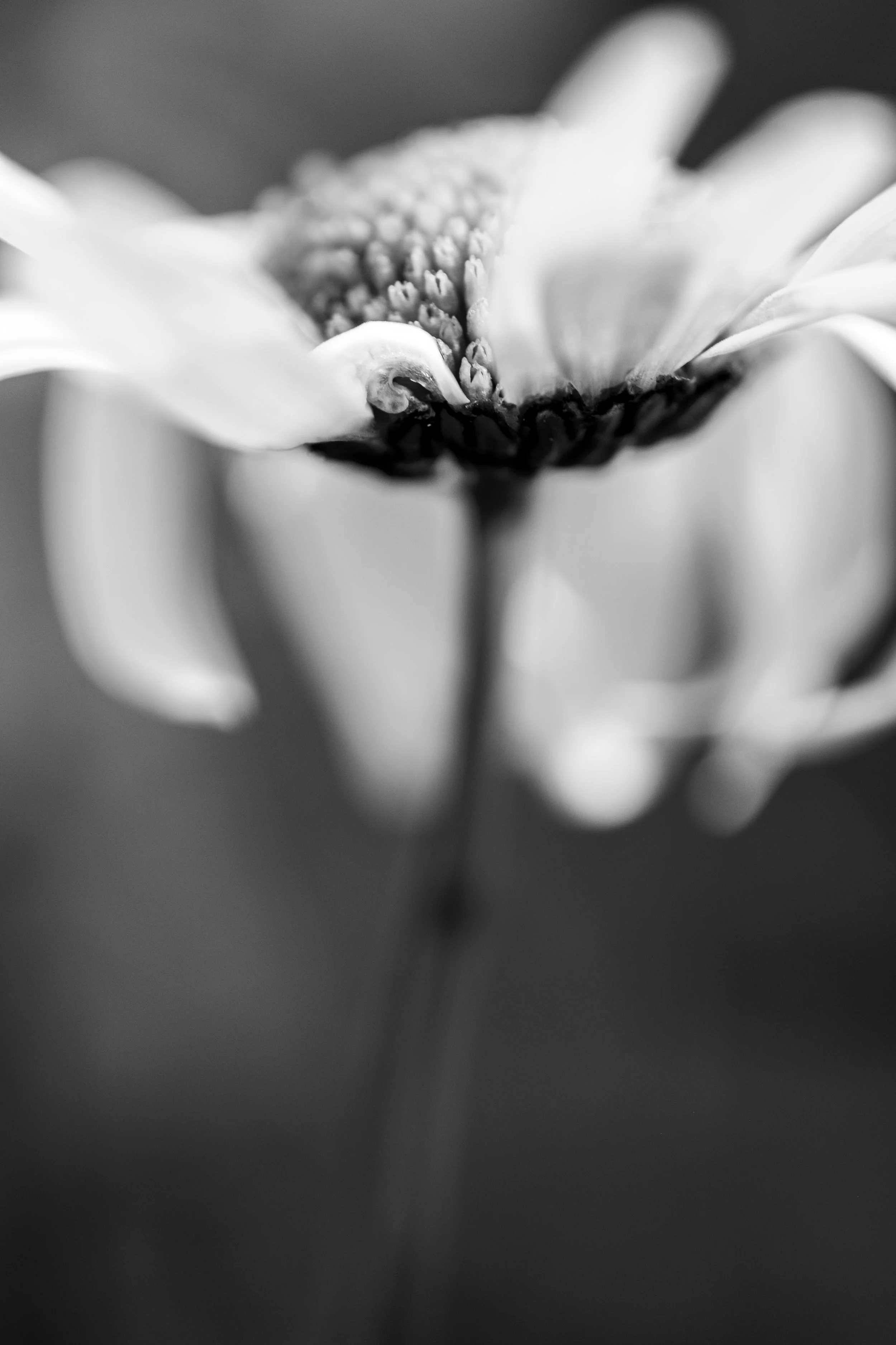 anemone_B&W.jpg
