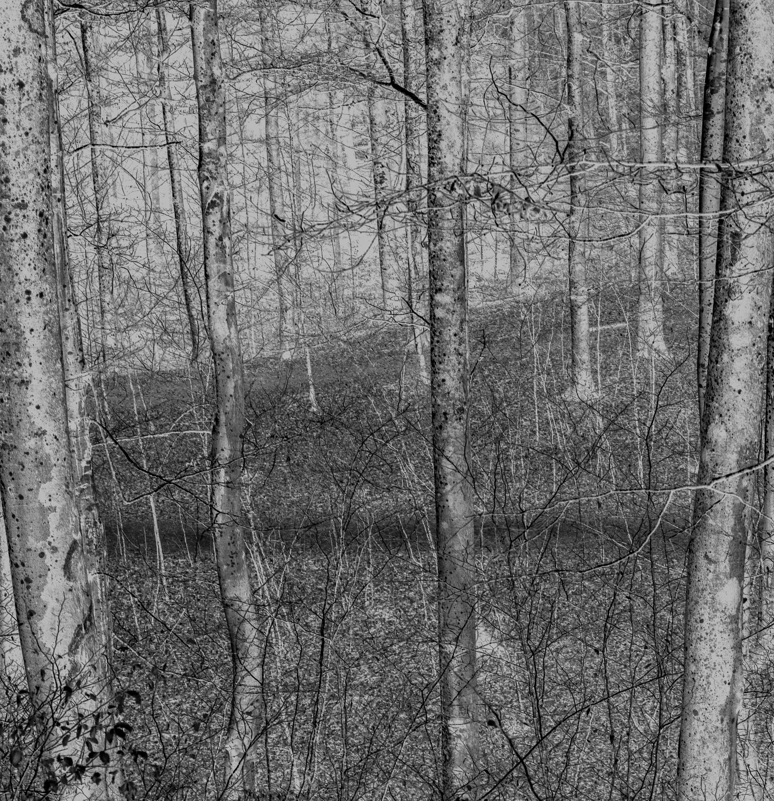 Bøkeskogen_B&W_invertII.jpg