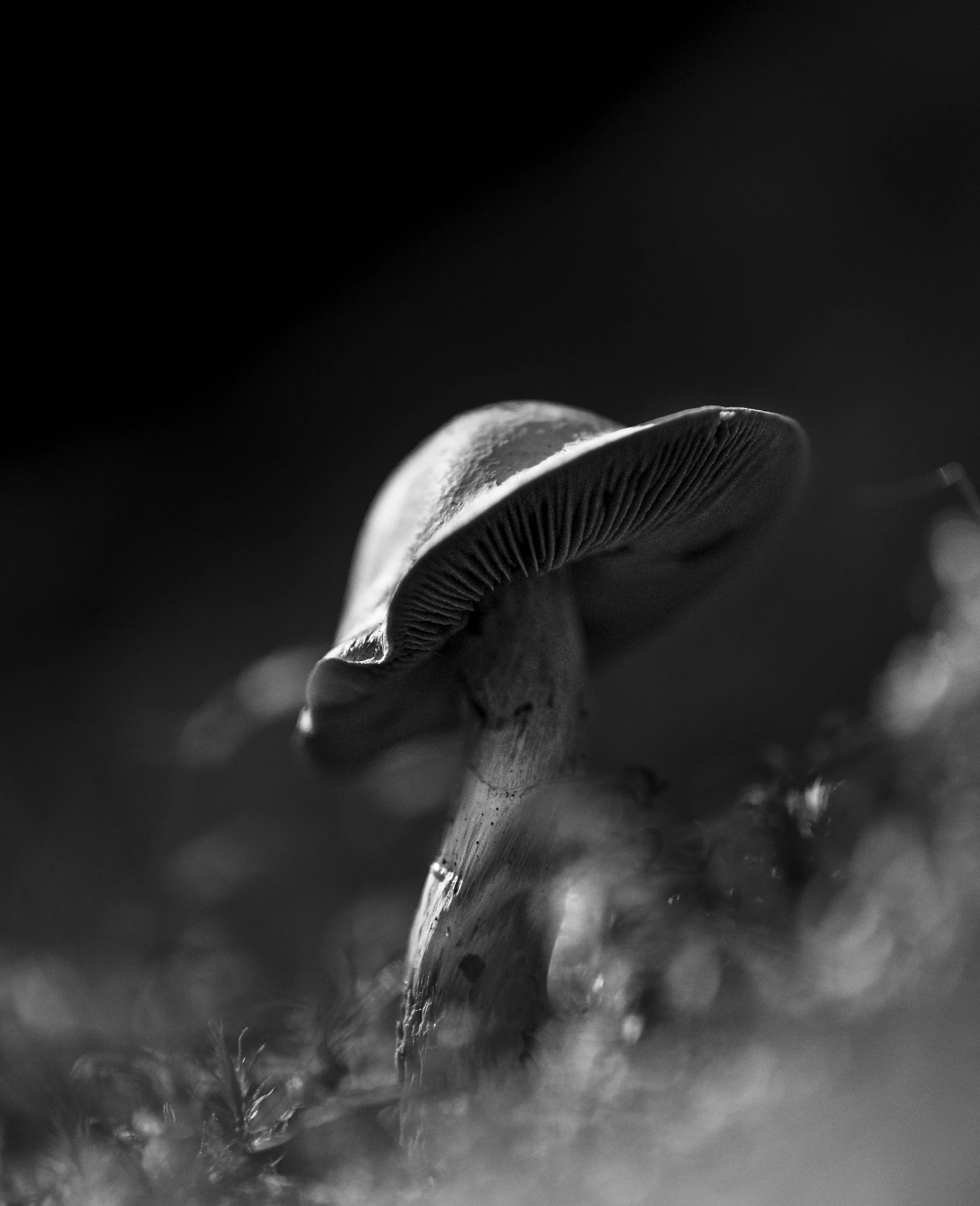 Mushroom_B&WII.jpg