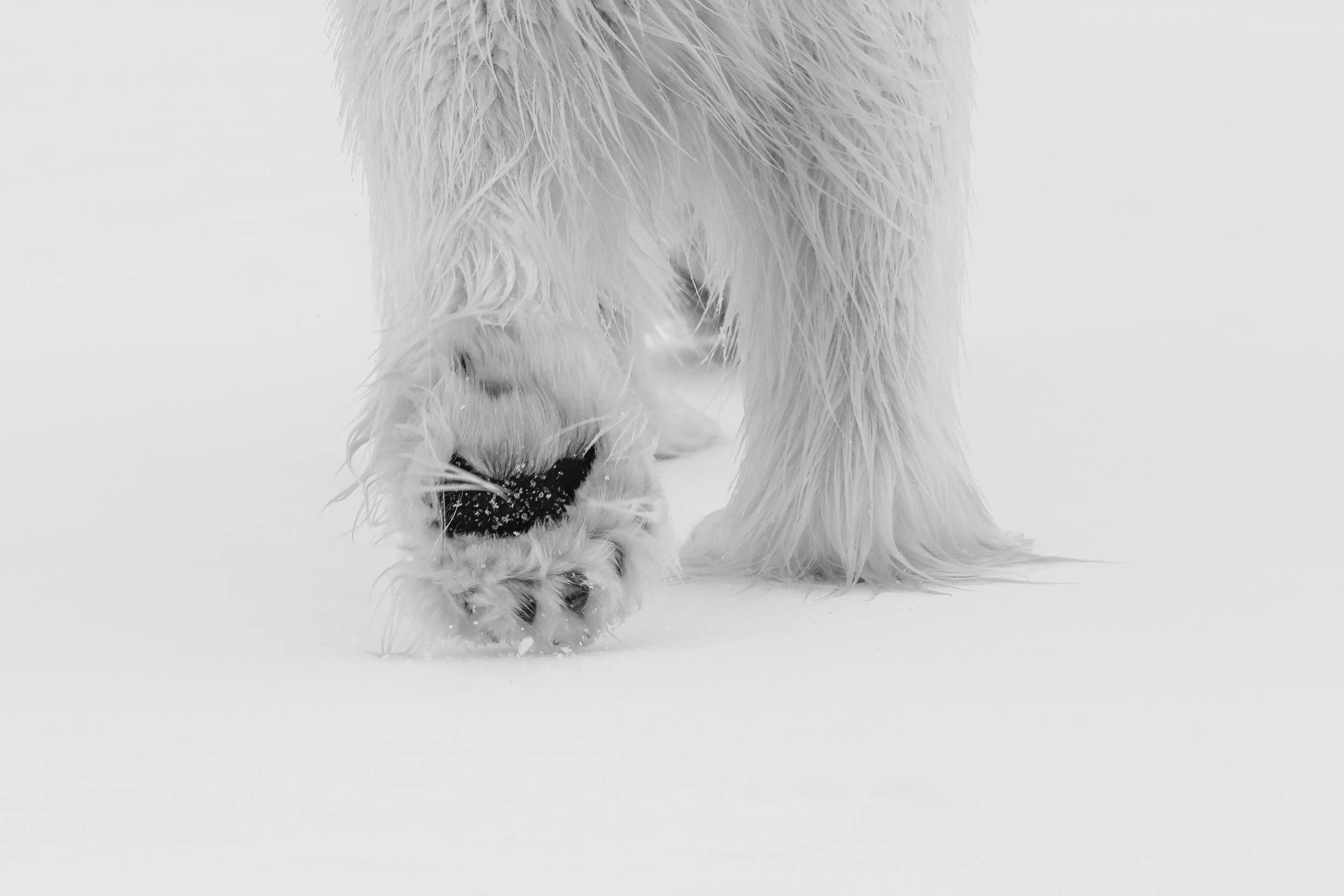 Paw B&W