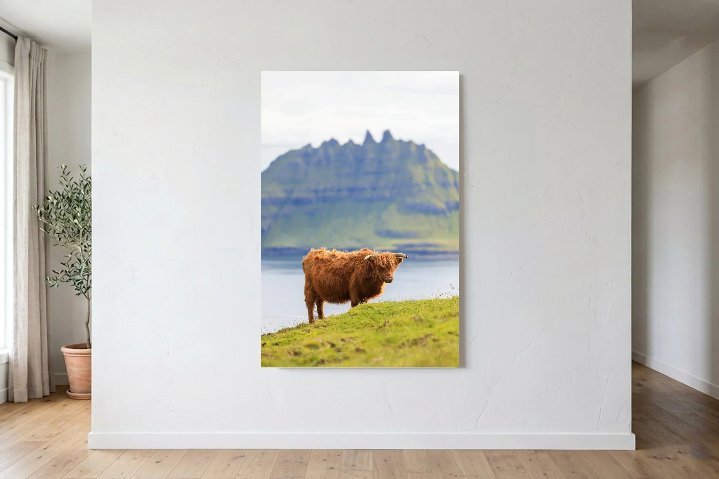 Highland Cow In The Faroes Portrait