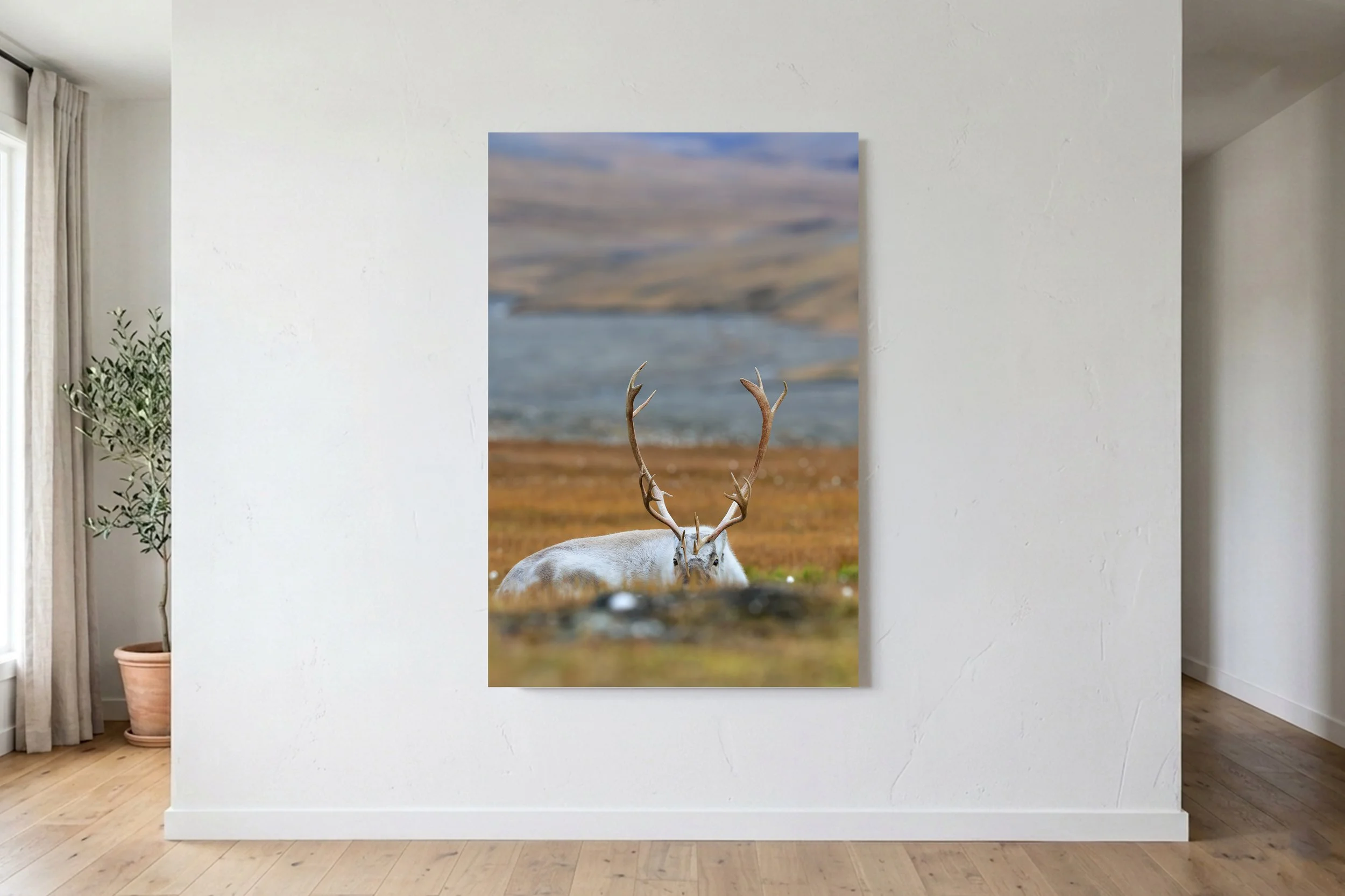 Reindeer Peek