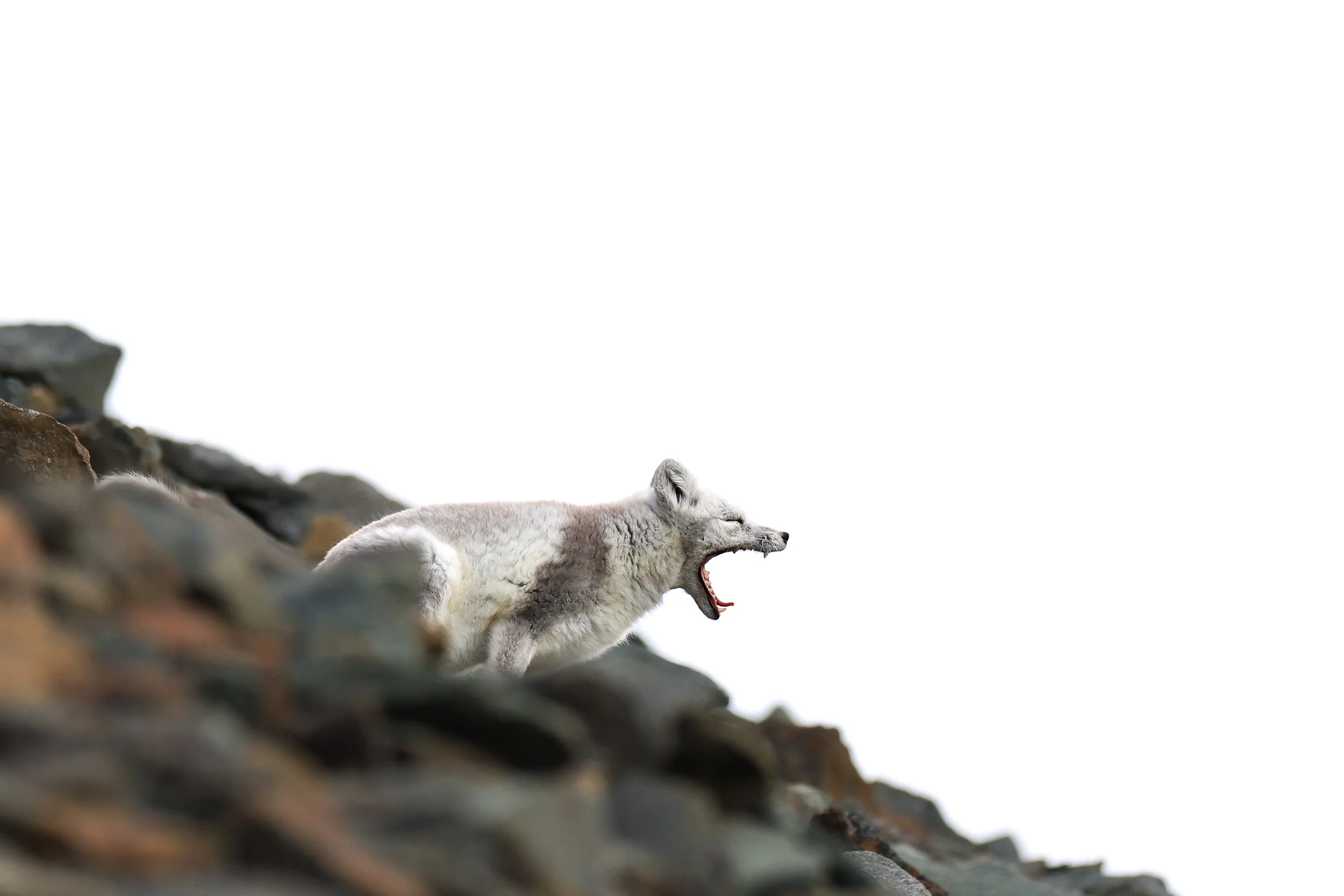 Arctic Fox Yawn