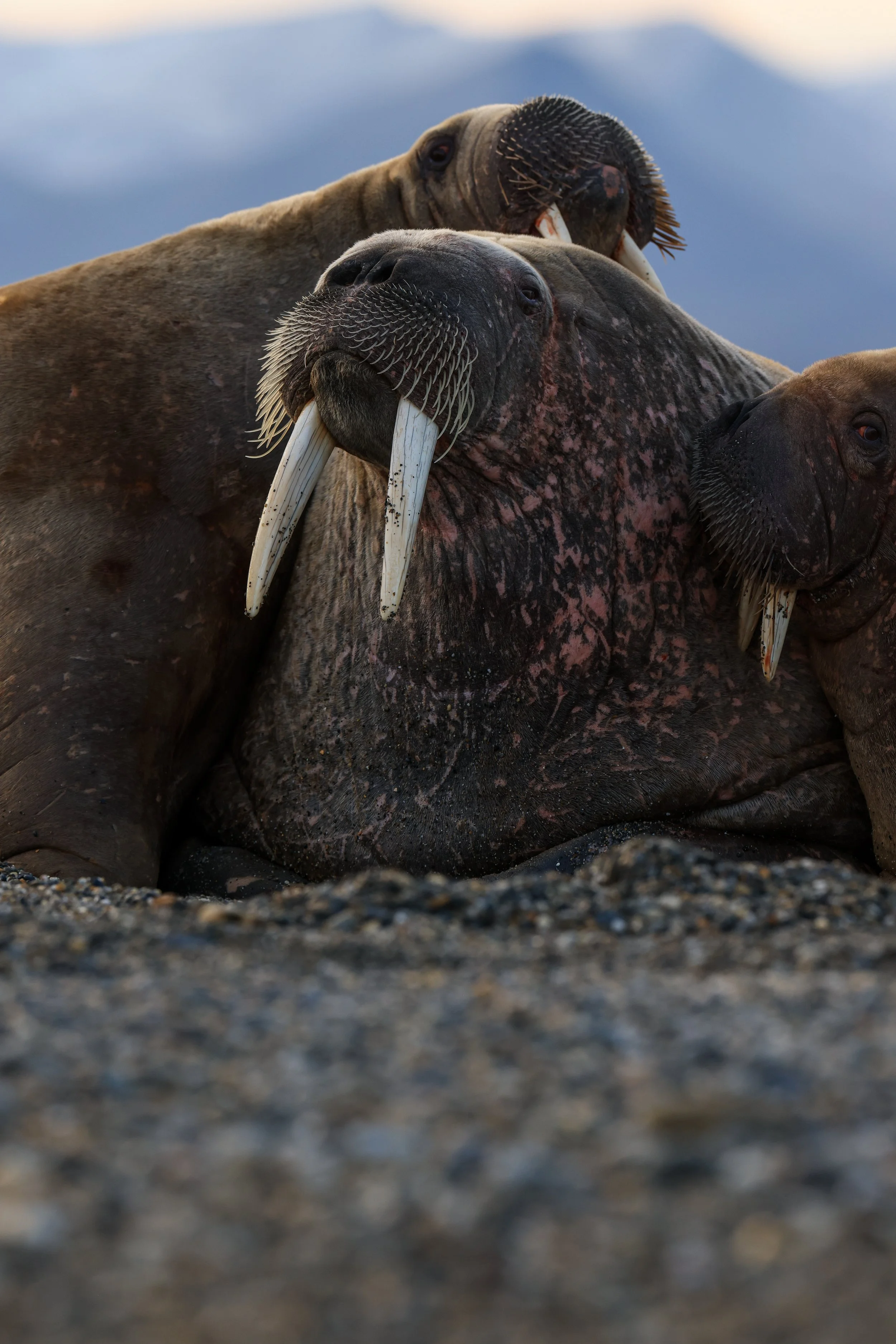 Walrus.jpg