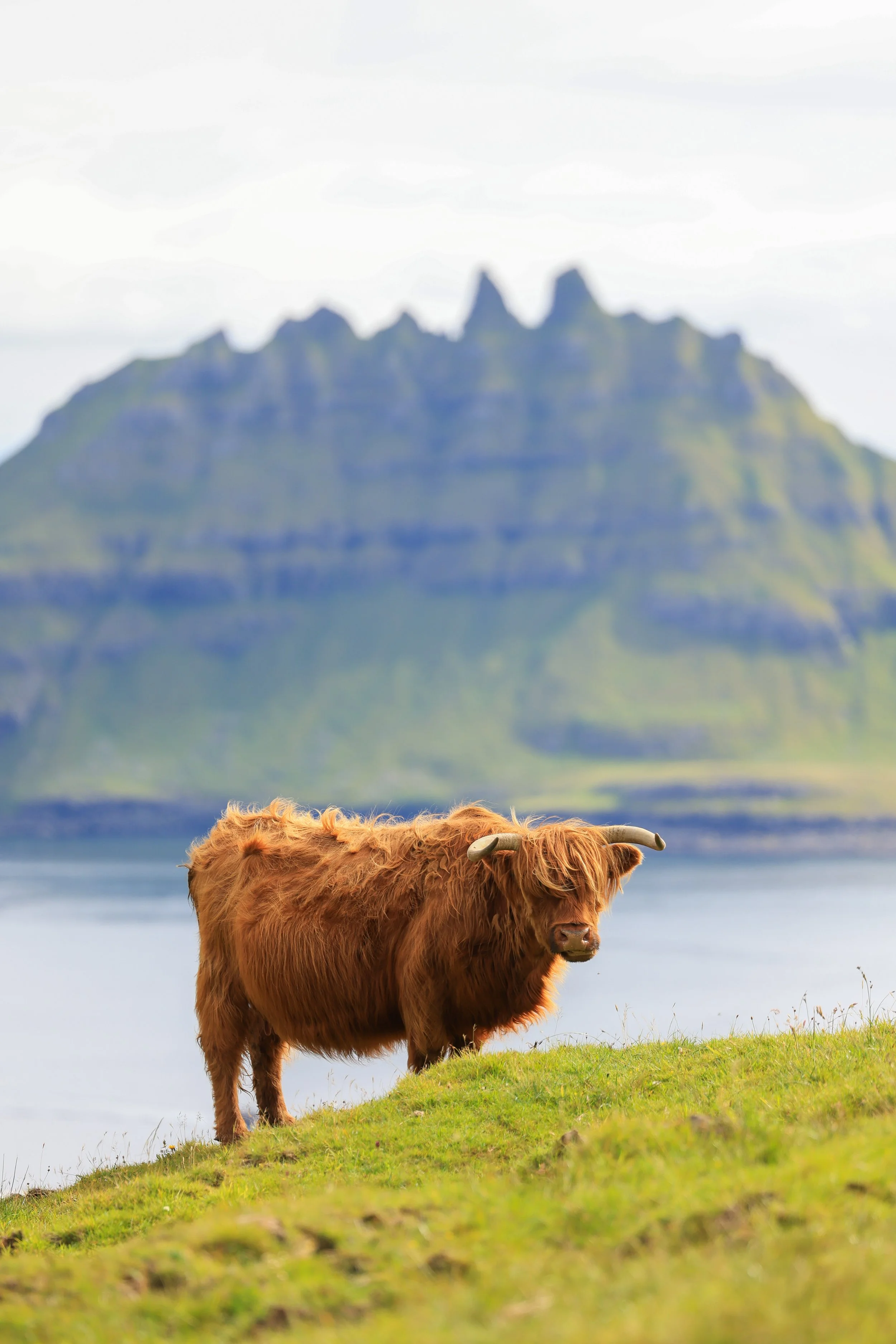 Highland Cow In The Faroes Portrait.jpg