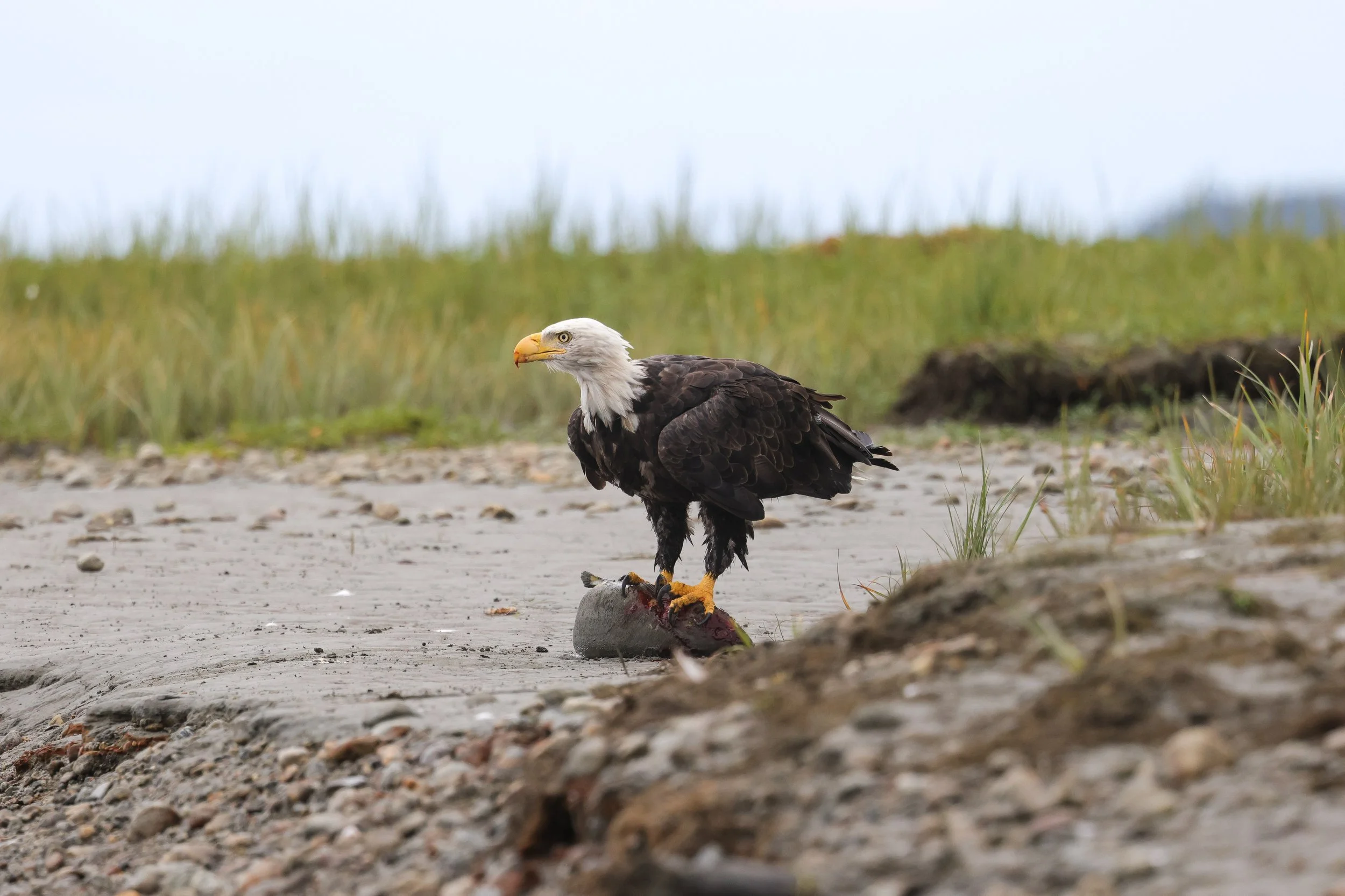 The Eagles Catch