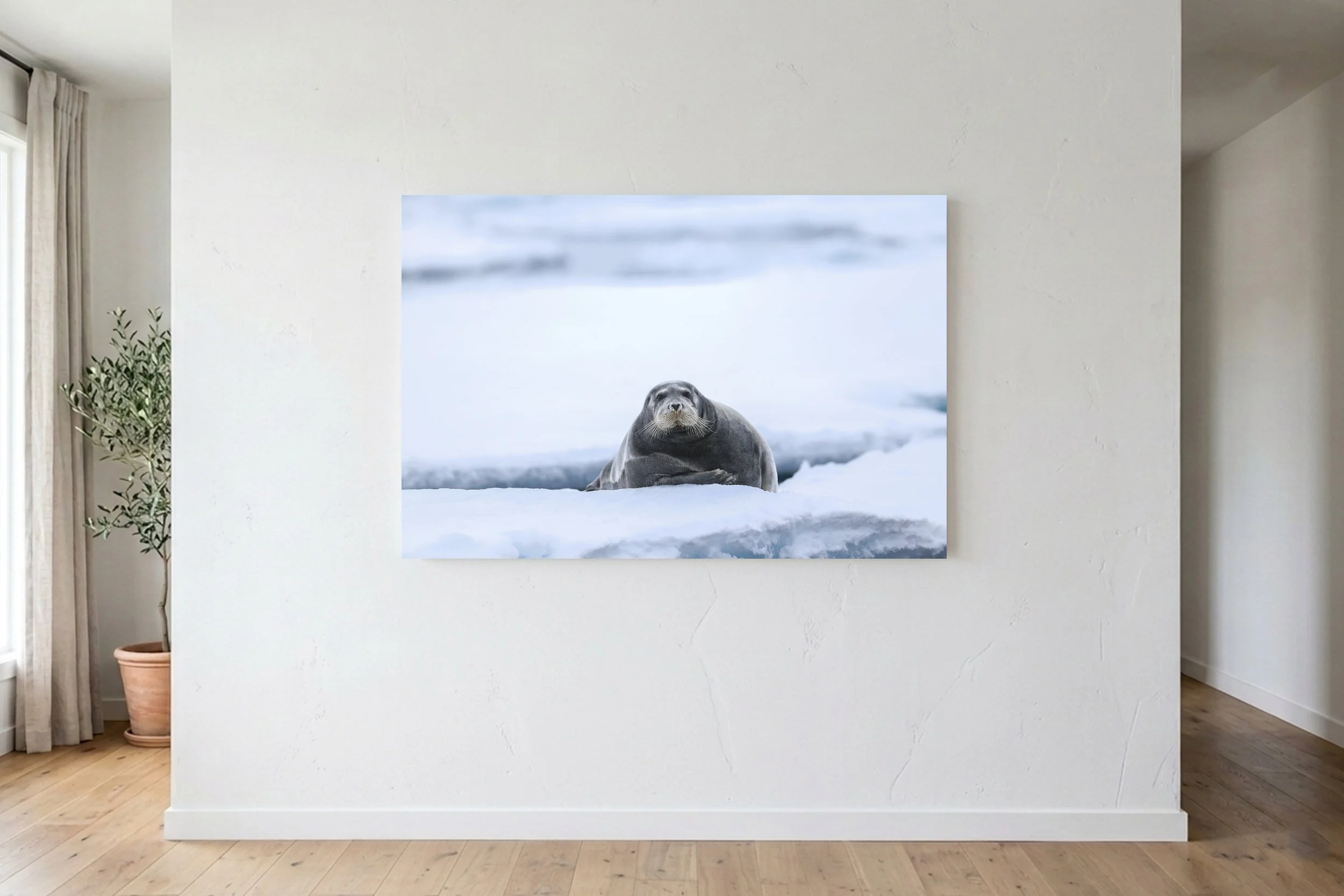Bearded Seal On Ice