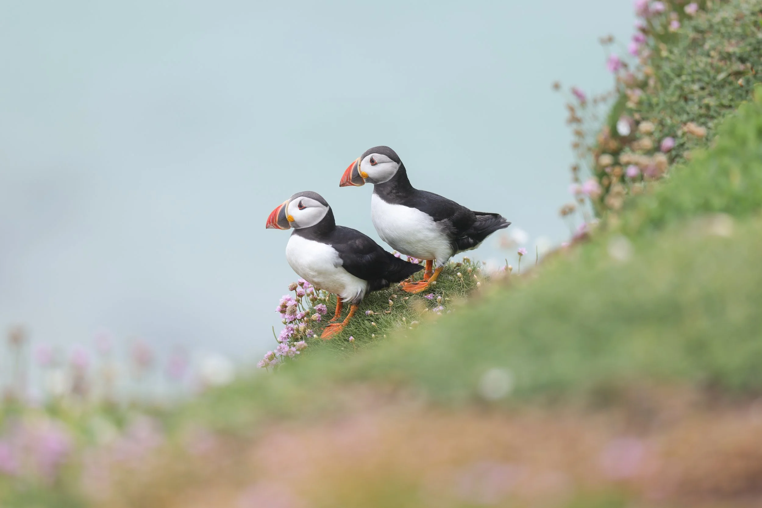 Puffin Pair