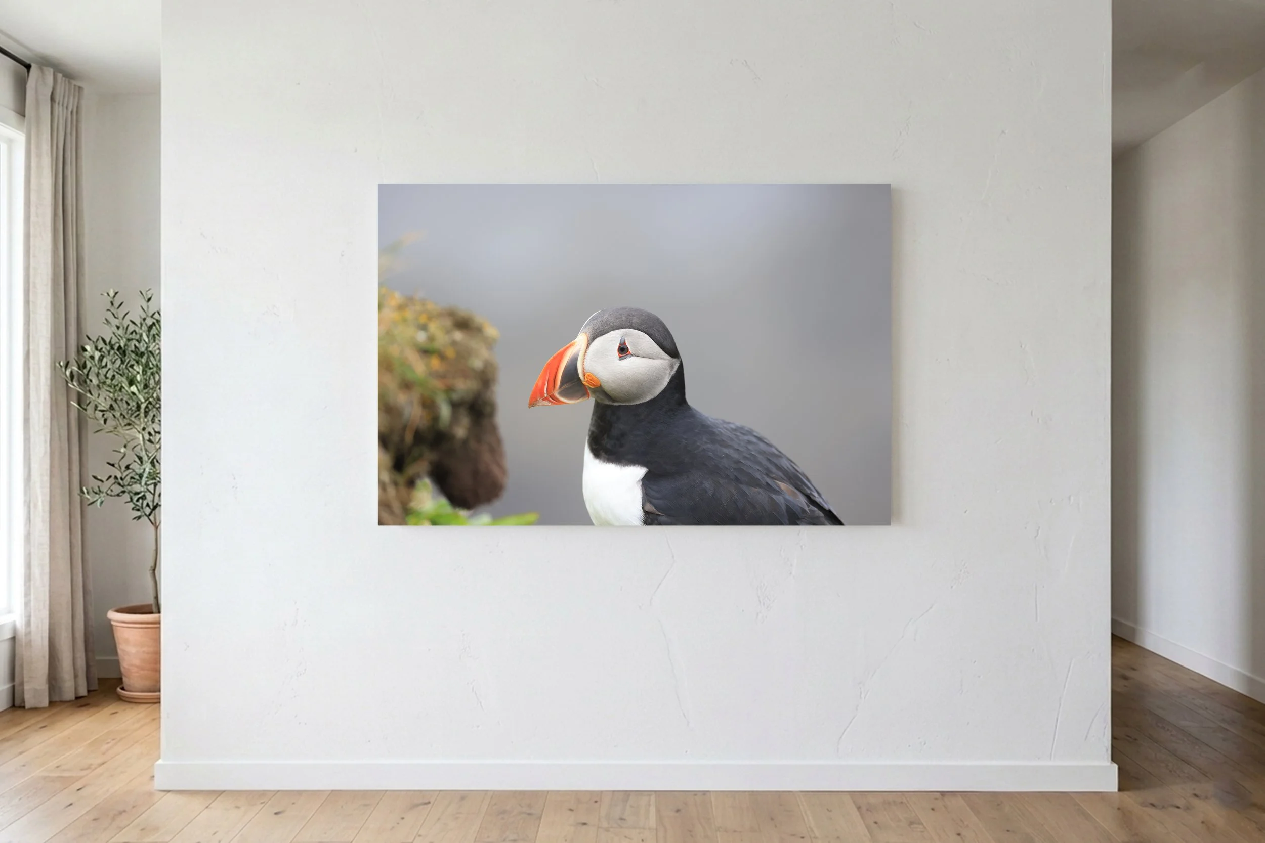 Iceland Puffin