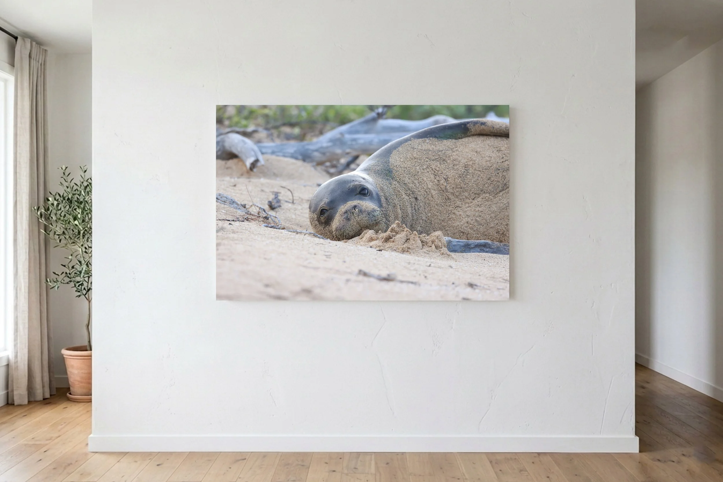 Monk Seal