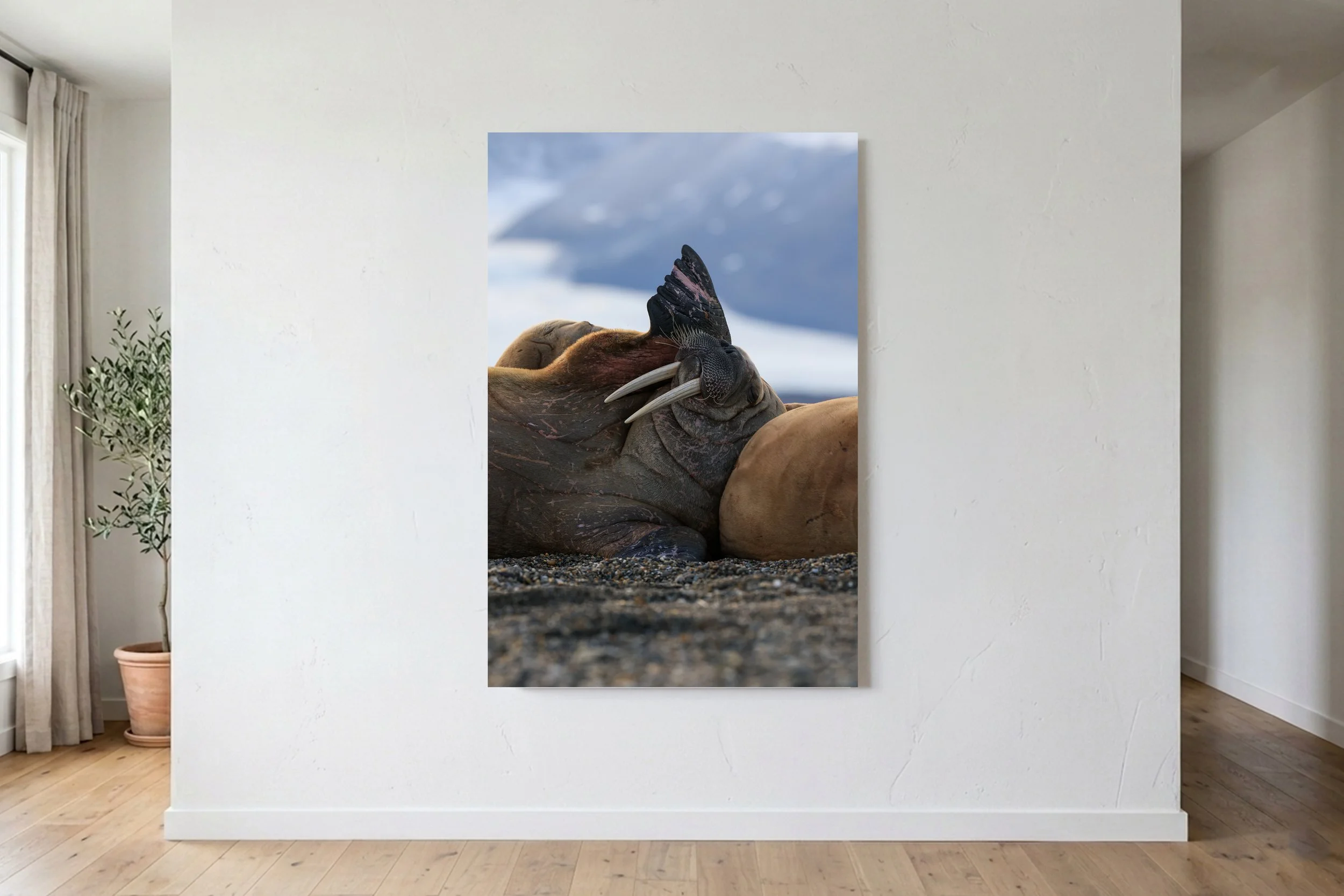 Dramatic Walrus