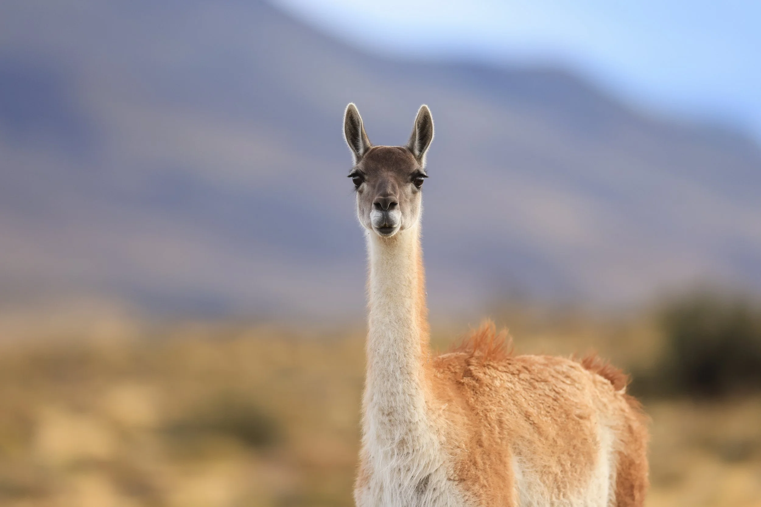 Guanaco