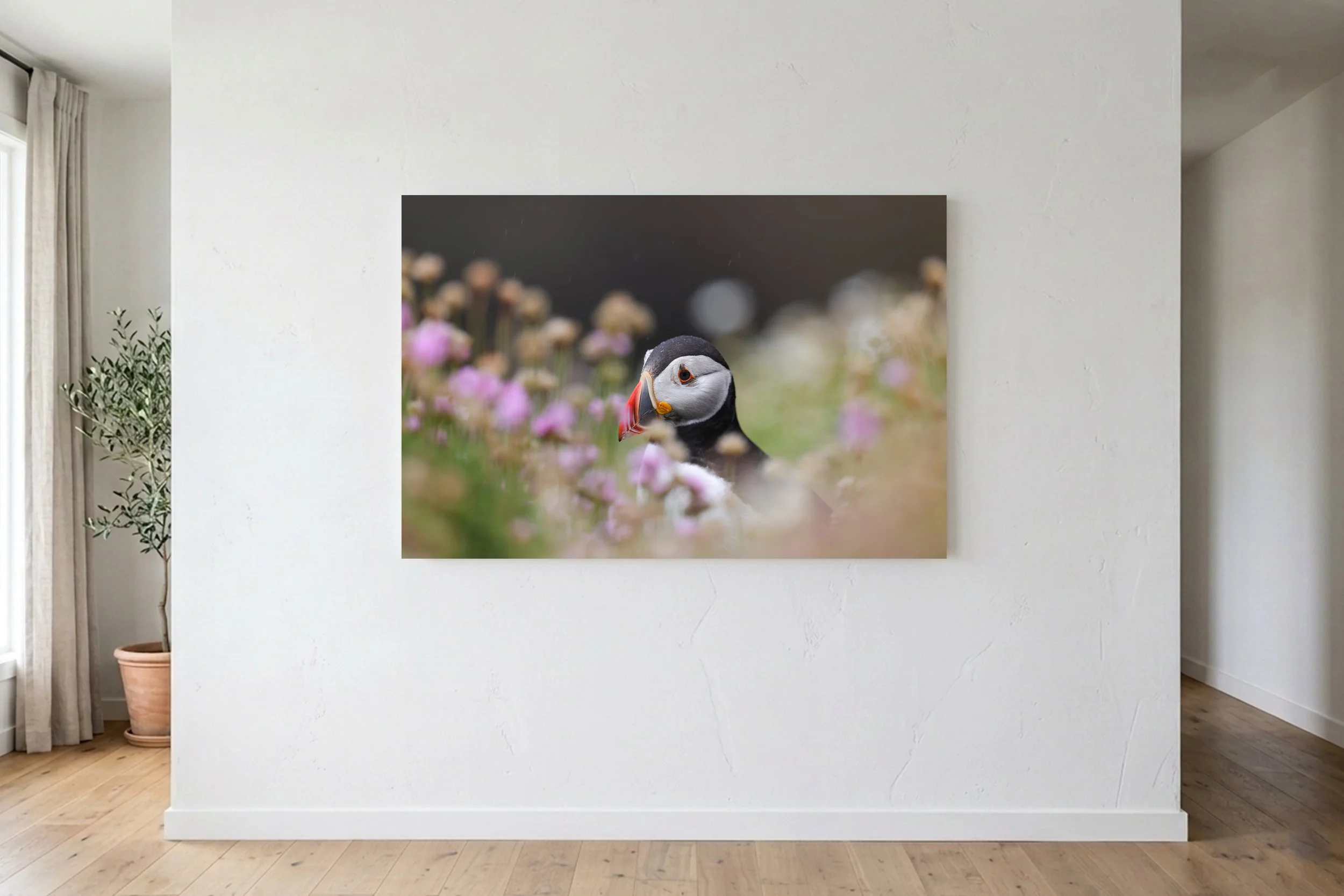 Puffin Peek