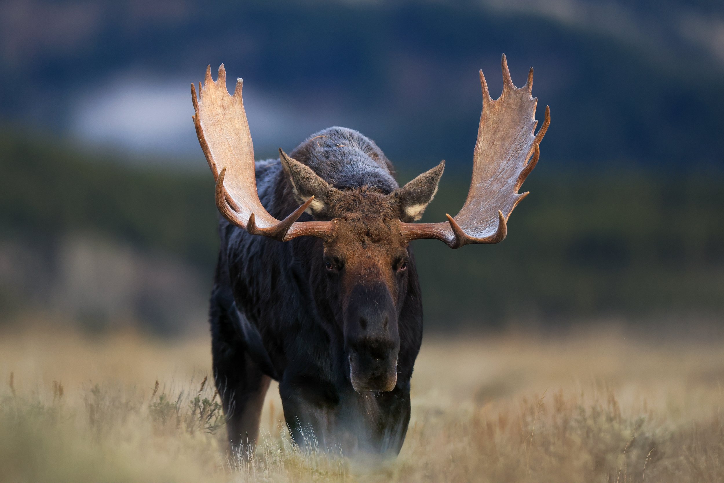 Moose.jpg