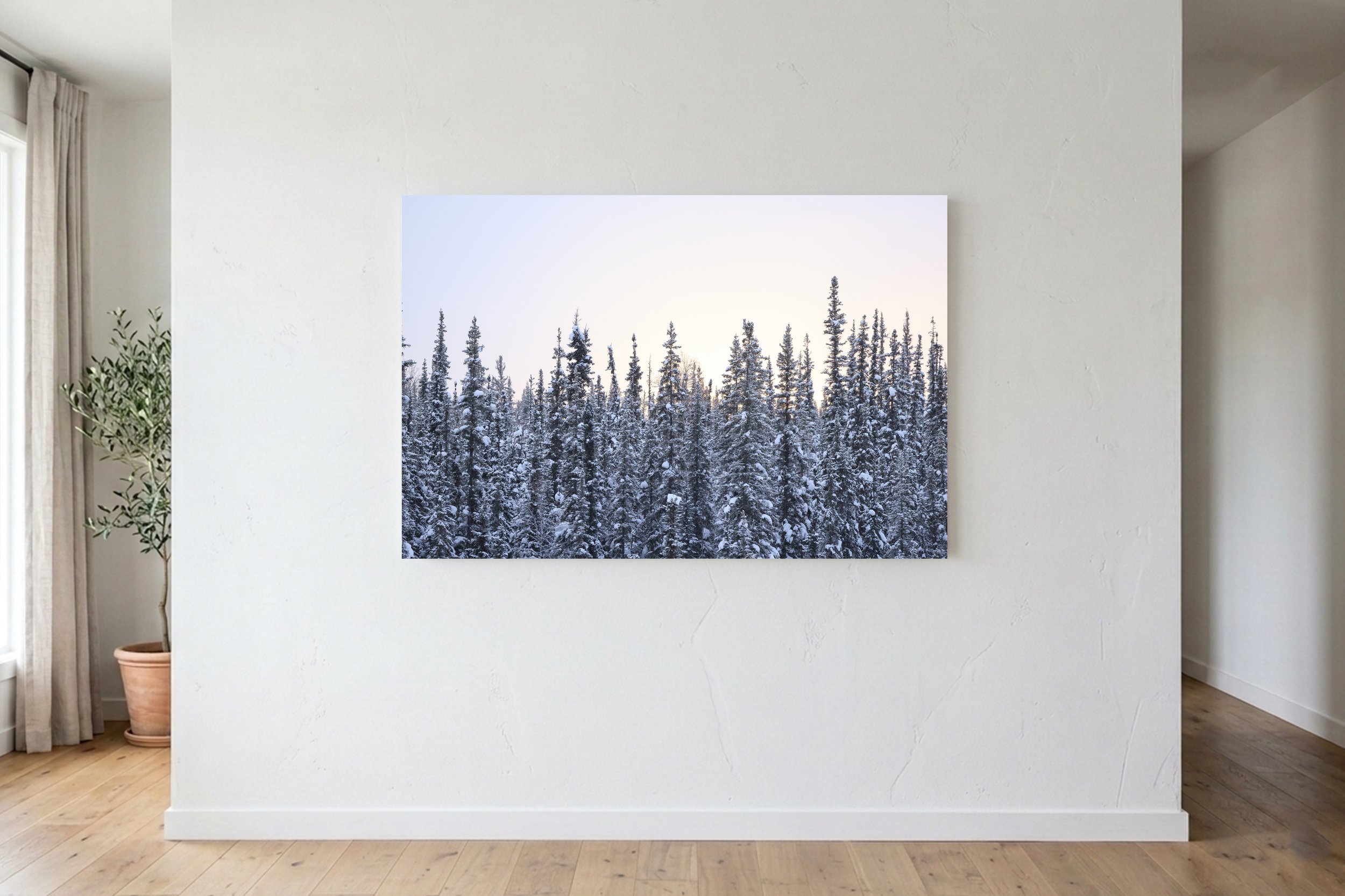 Winter Pines