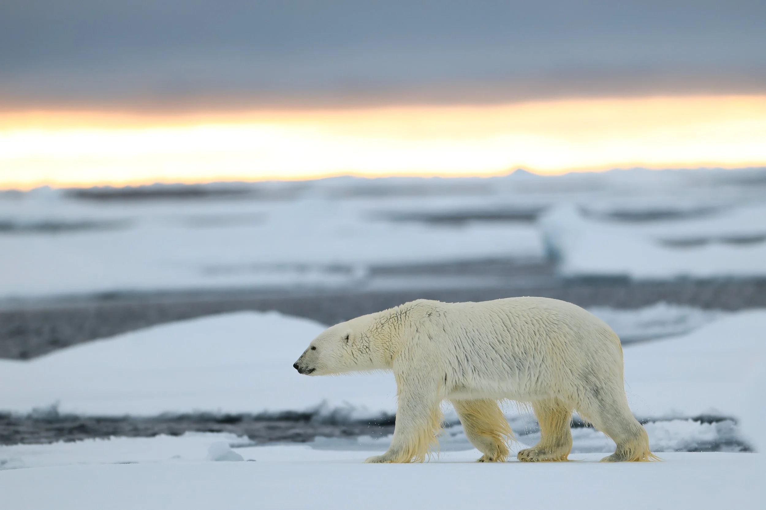 Polar Bear Sunset.jpg