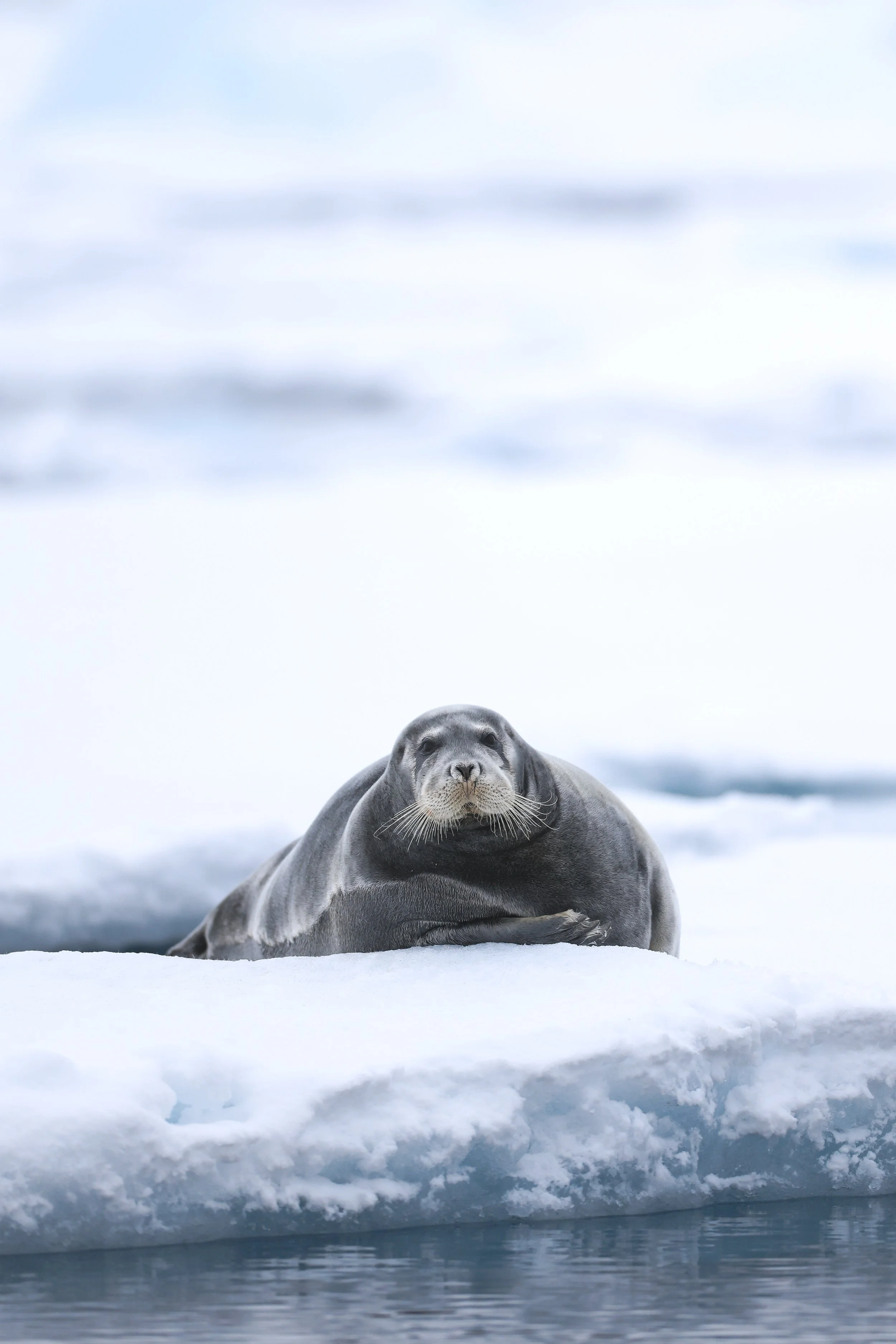 Bearded Seal On Ice Portrait.jpg