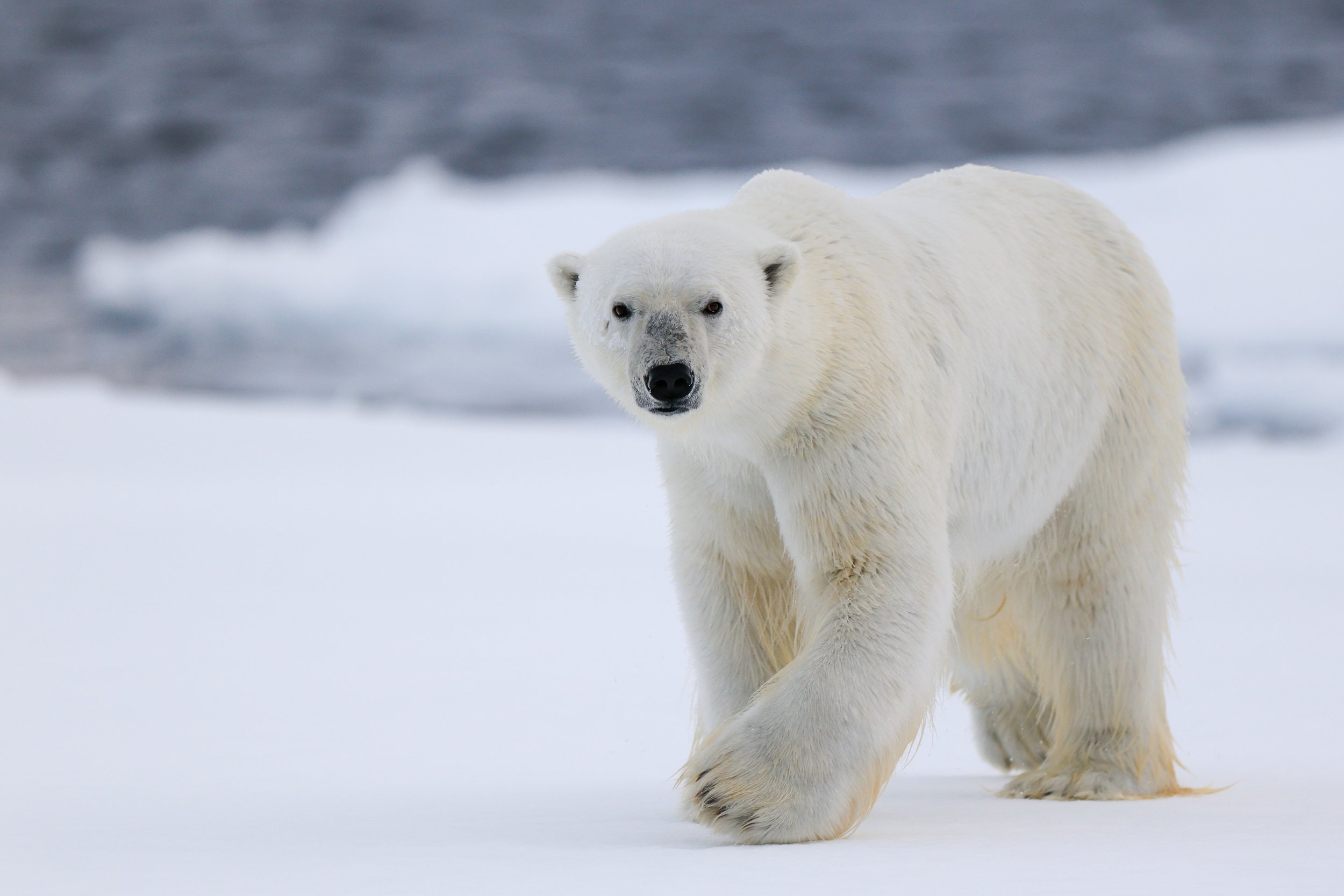 King of The Arctic.jpg